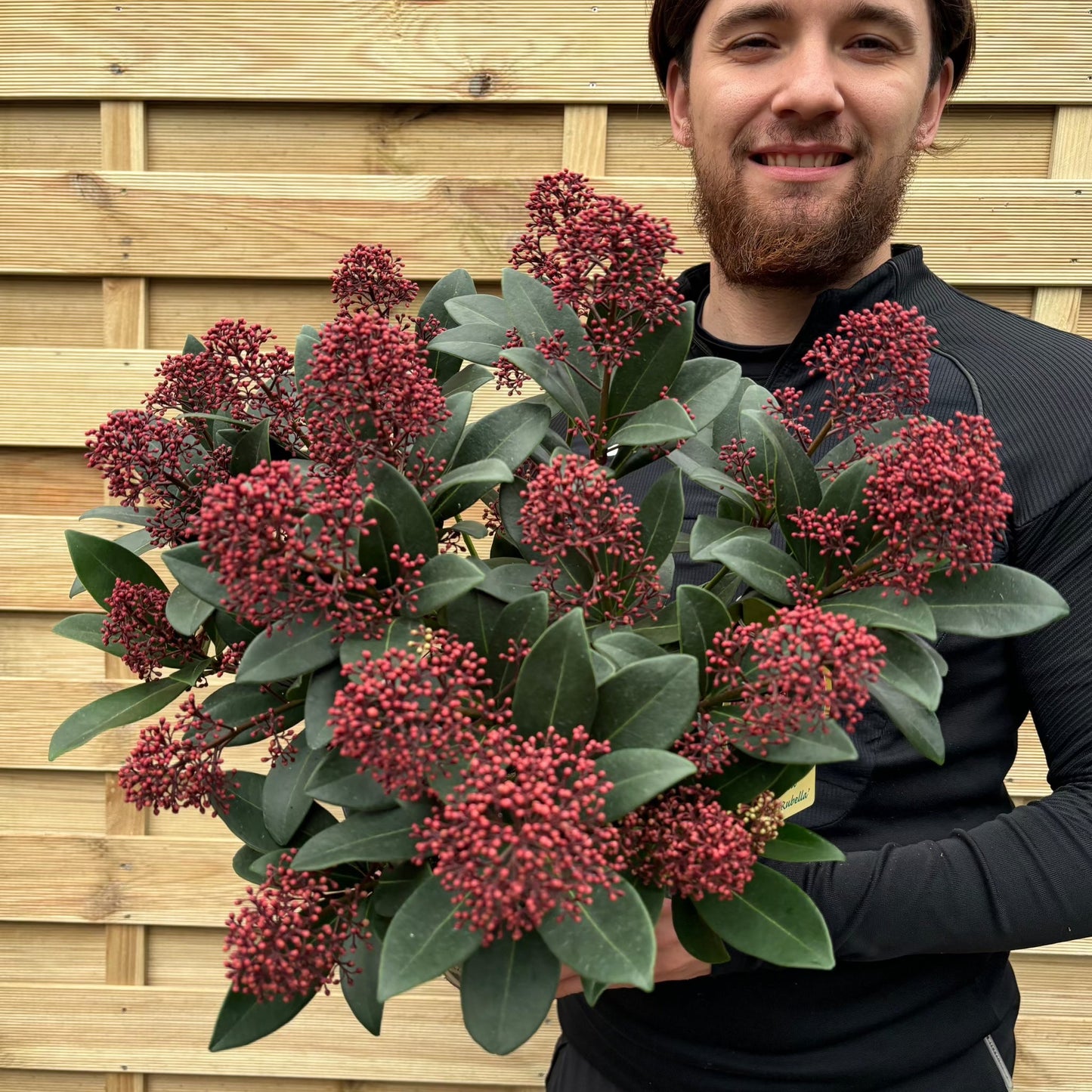 Skimmia japonica Rubella 9cm-10L