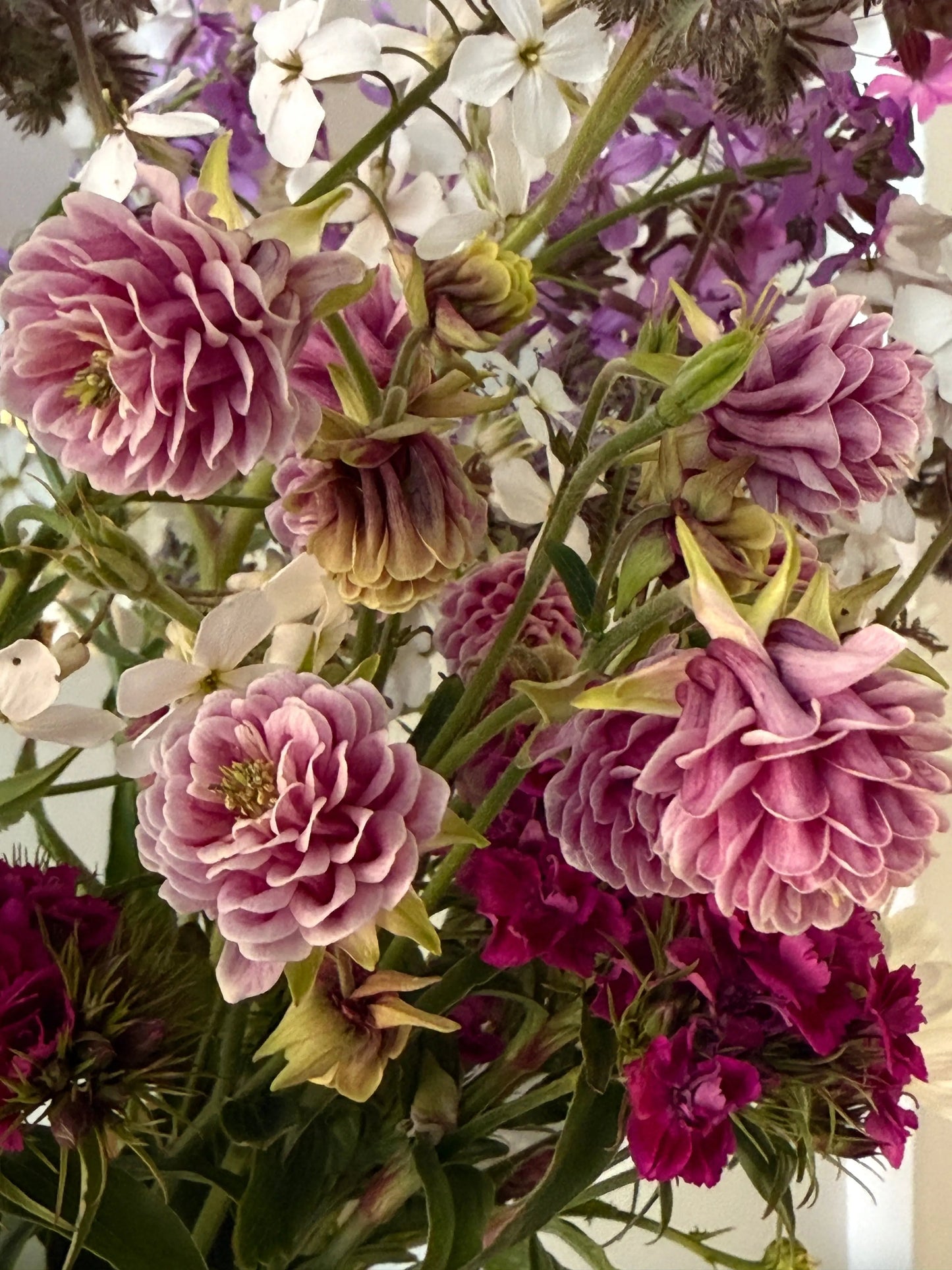 Aquilegia Nora Barlow