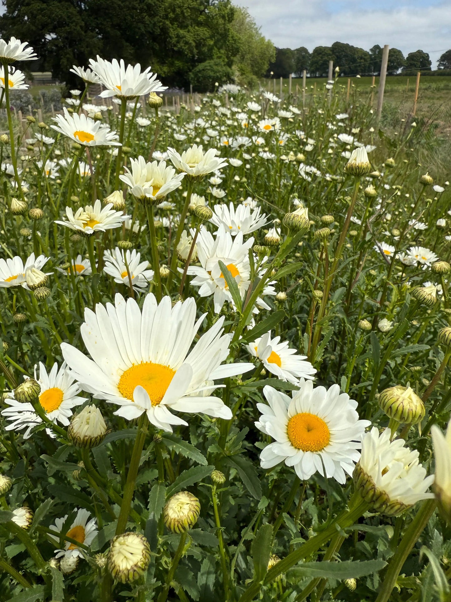 Oxeye Daisy