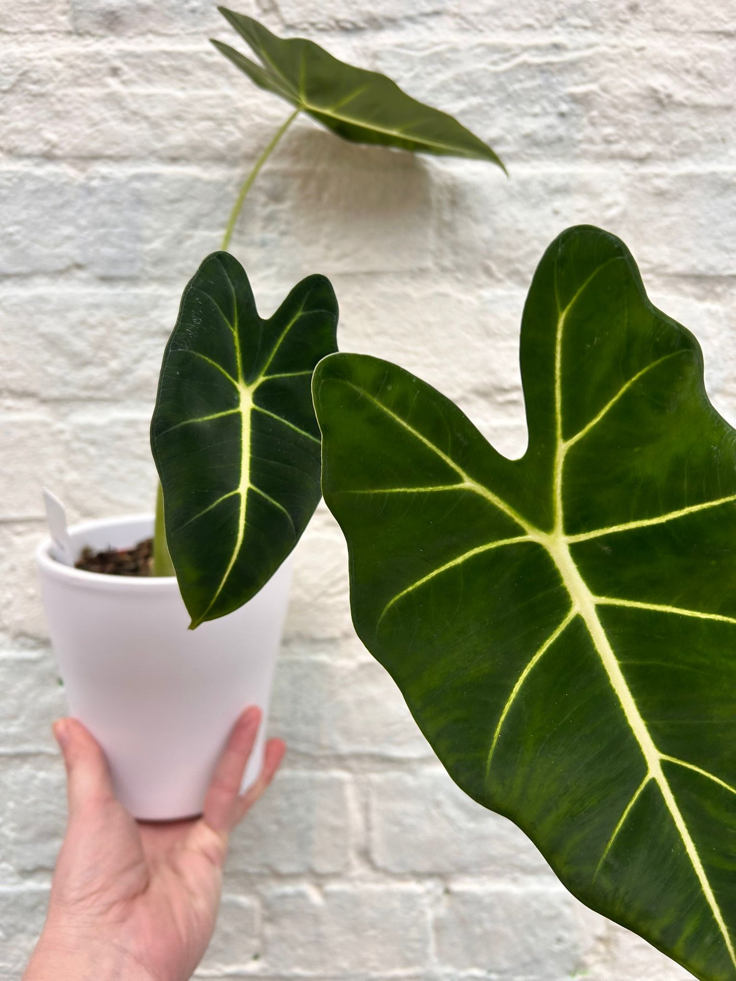 Alocasia micholitziana 'Frydek'