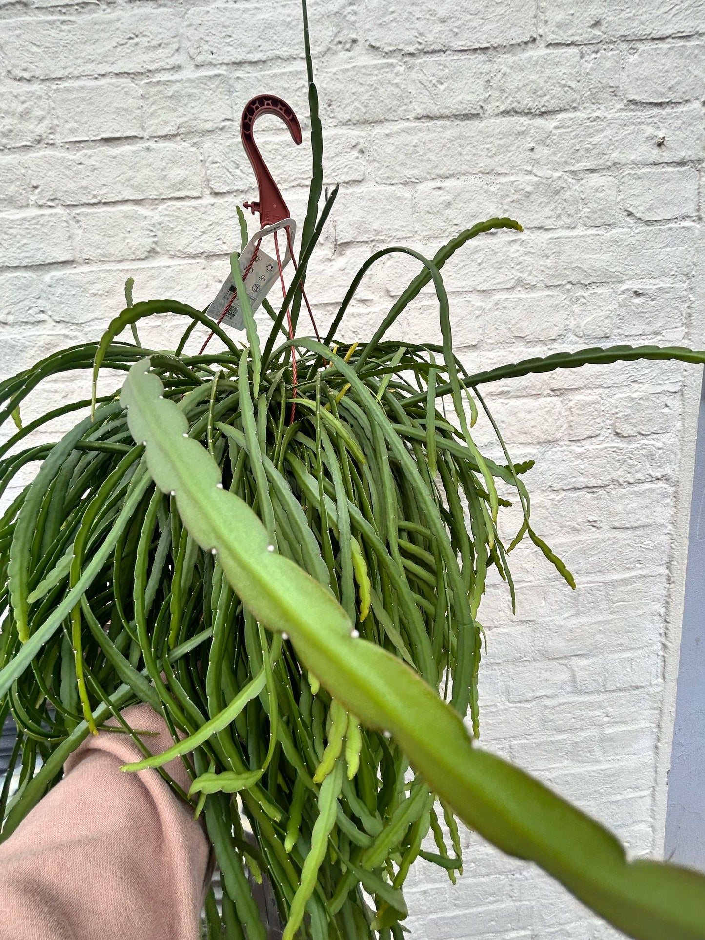 Lepismium bolivianum (Jungle cactus)