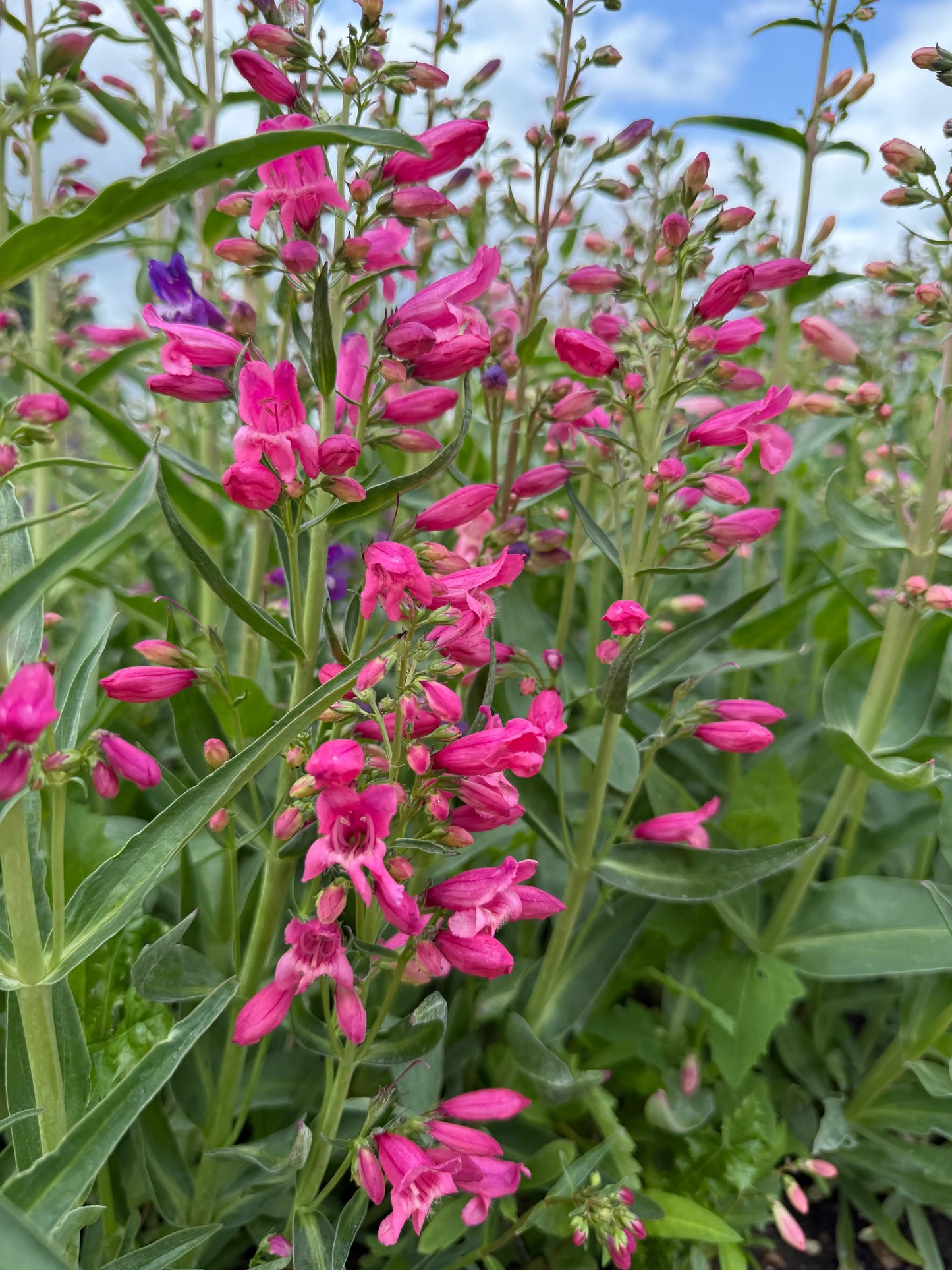 Penstemon Cambridge Mix