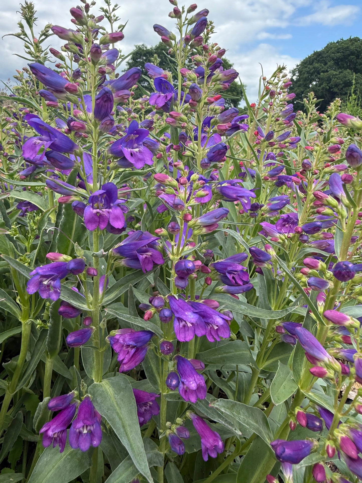 Penstemon Cambridge Mix