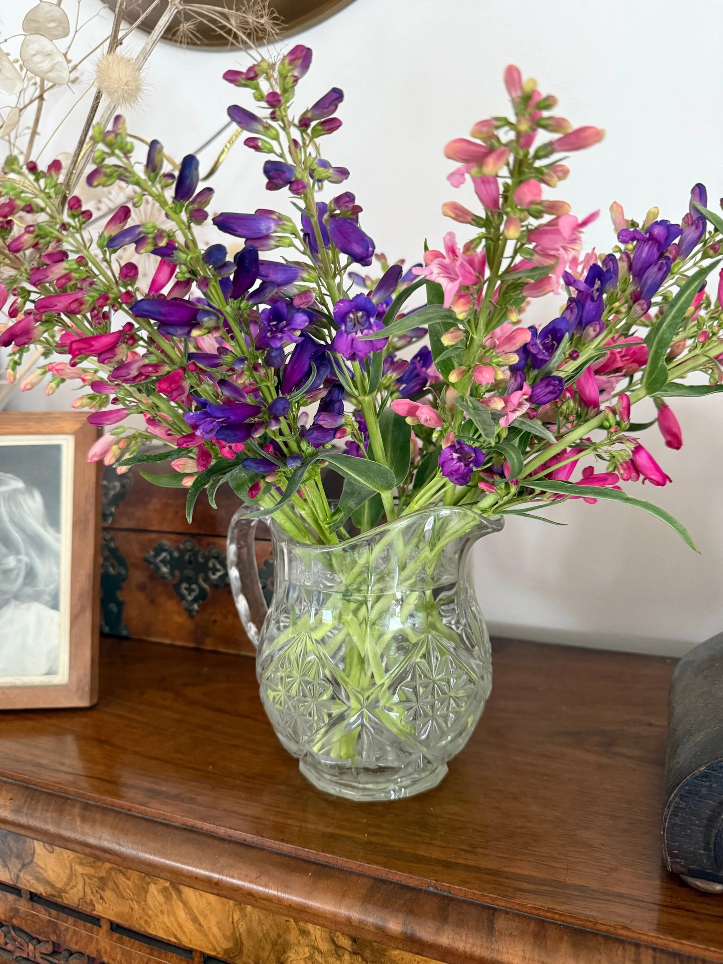 Penstemon Cambridge Mix