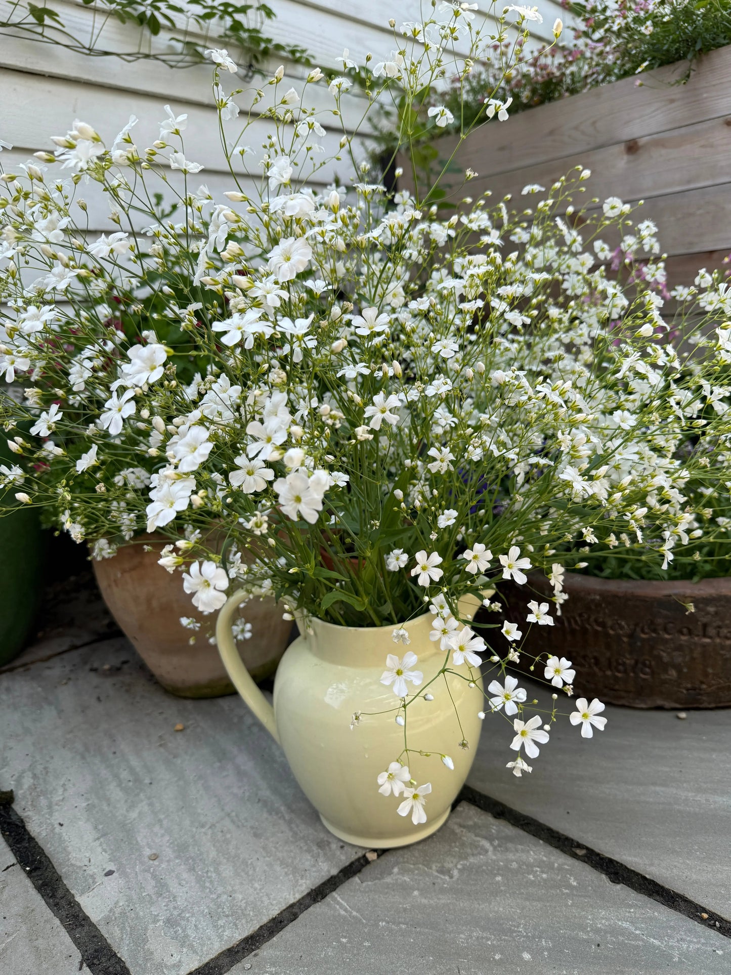 Gypsophila elegans Covent Garden
