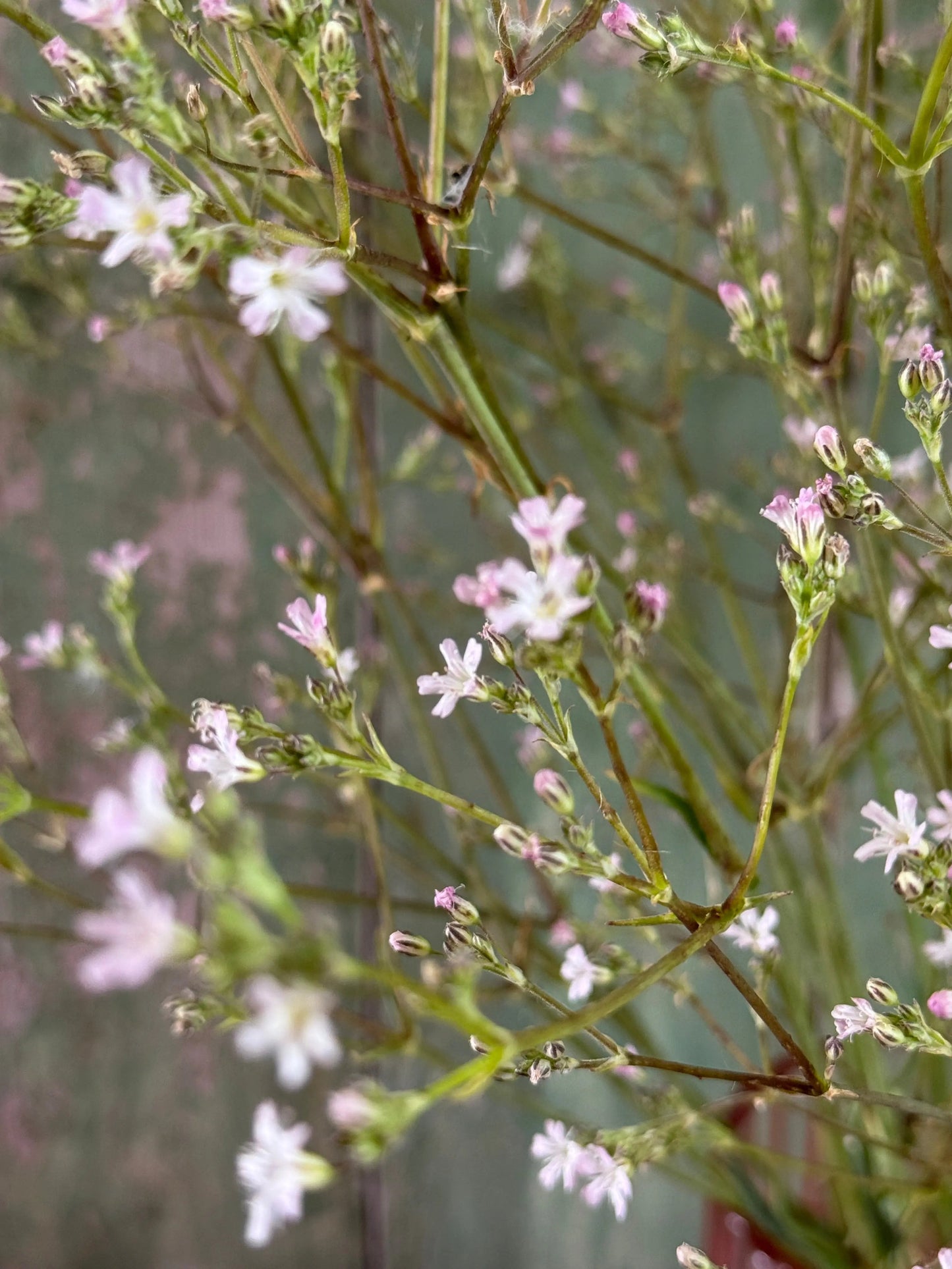 Gypsophila elegens Pink