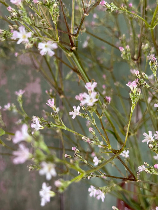 Gypsophila elegens Pink