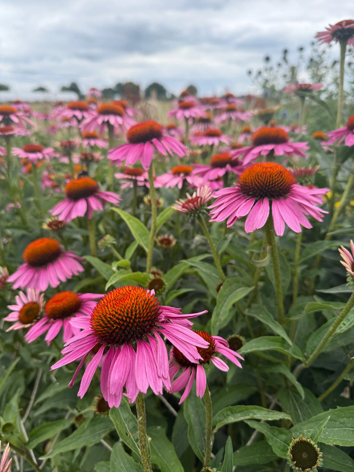 Echinacea Purple Coneflower