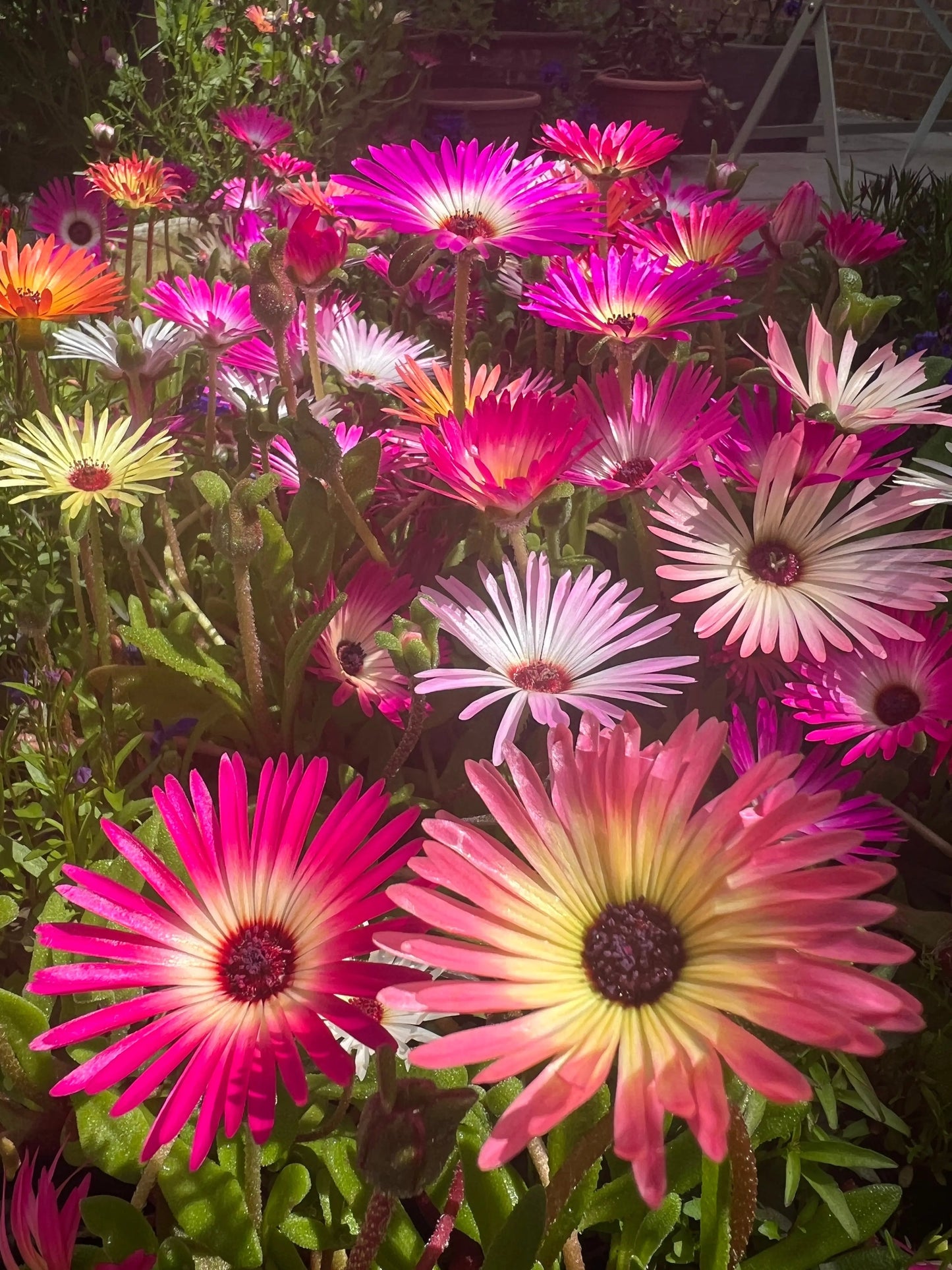 Mesembryanthemum Harlequin