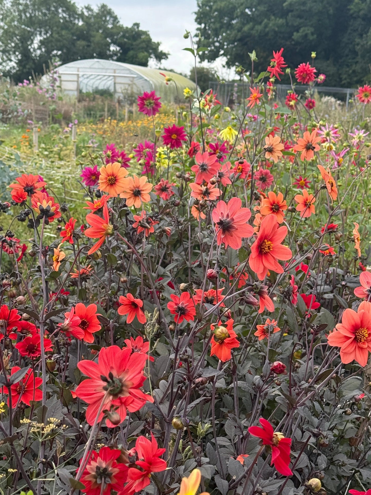 Dahlia Bishops Children Mix