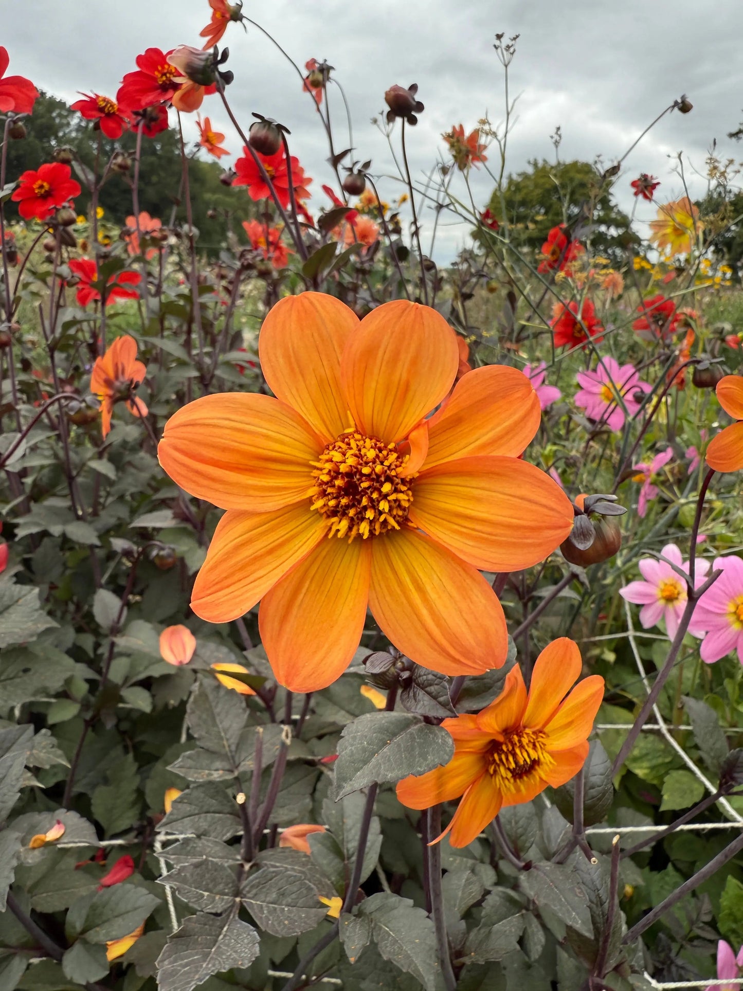 Dahlia Bishops Children Mix