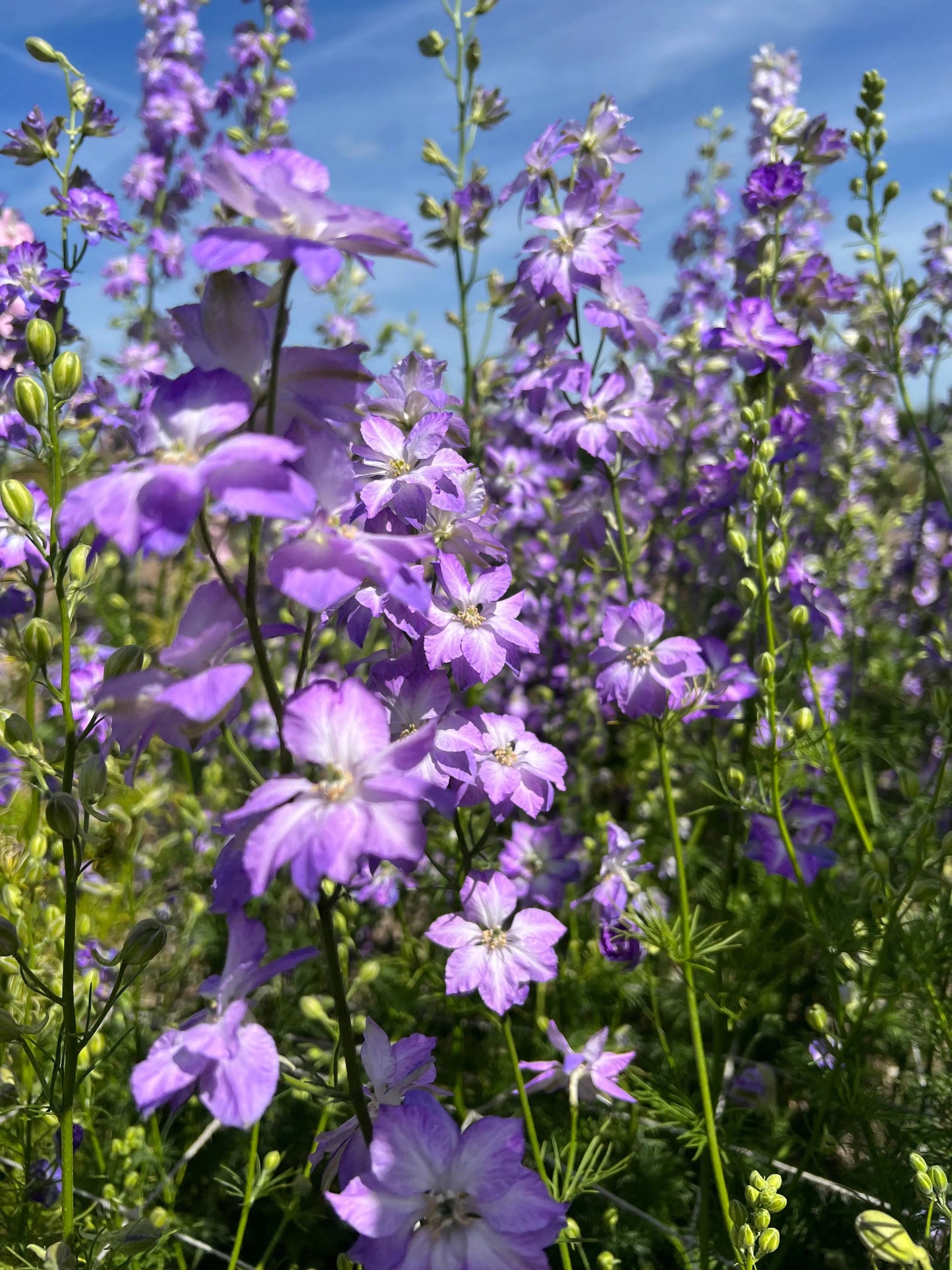 Larkspur Fancy Purple Picotee