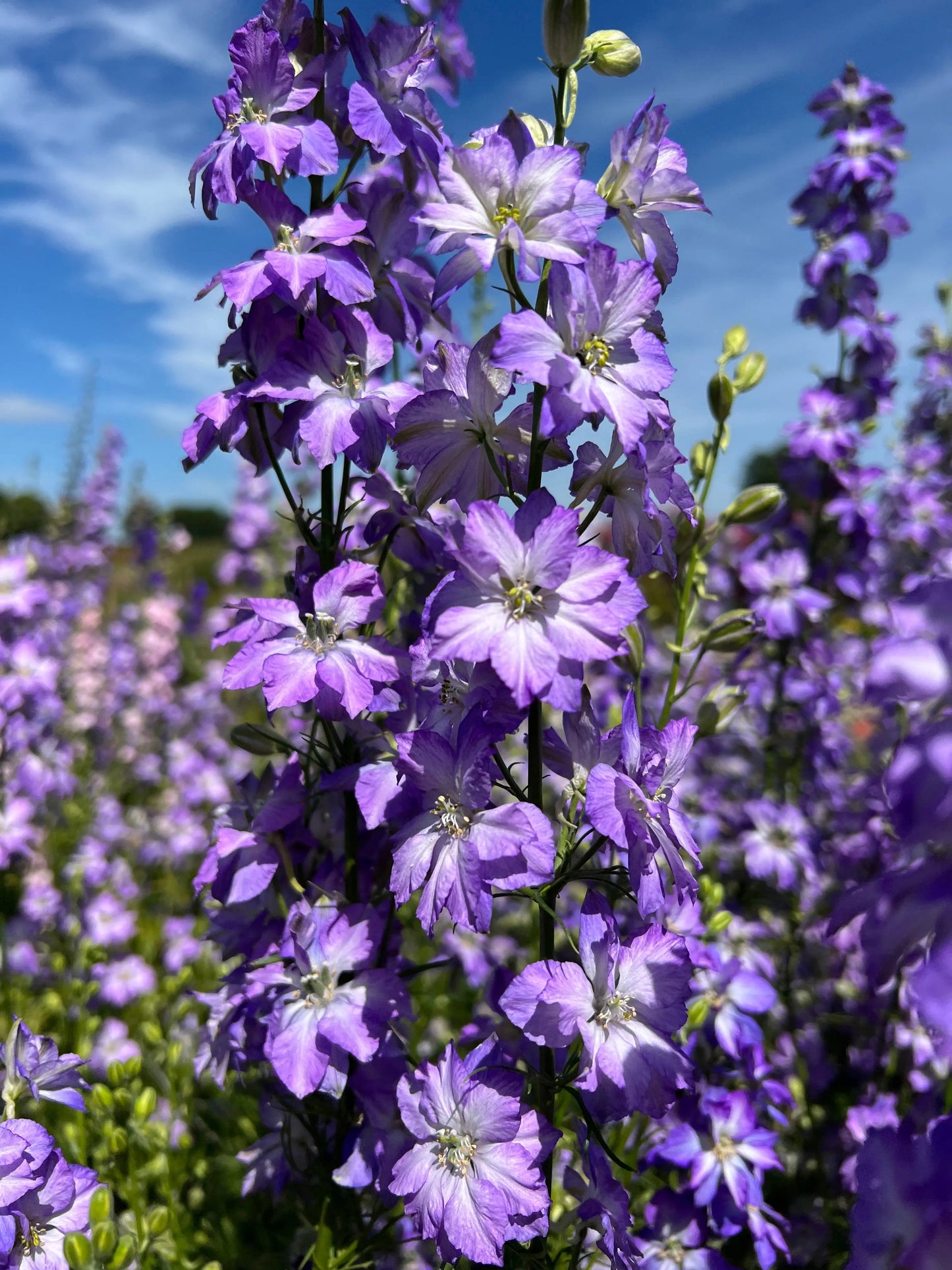 Larkspur Fancy Purple Picotee