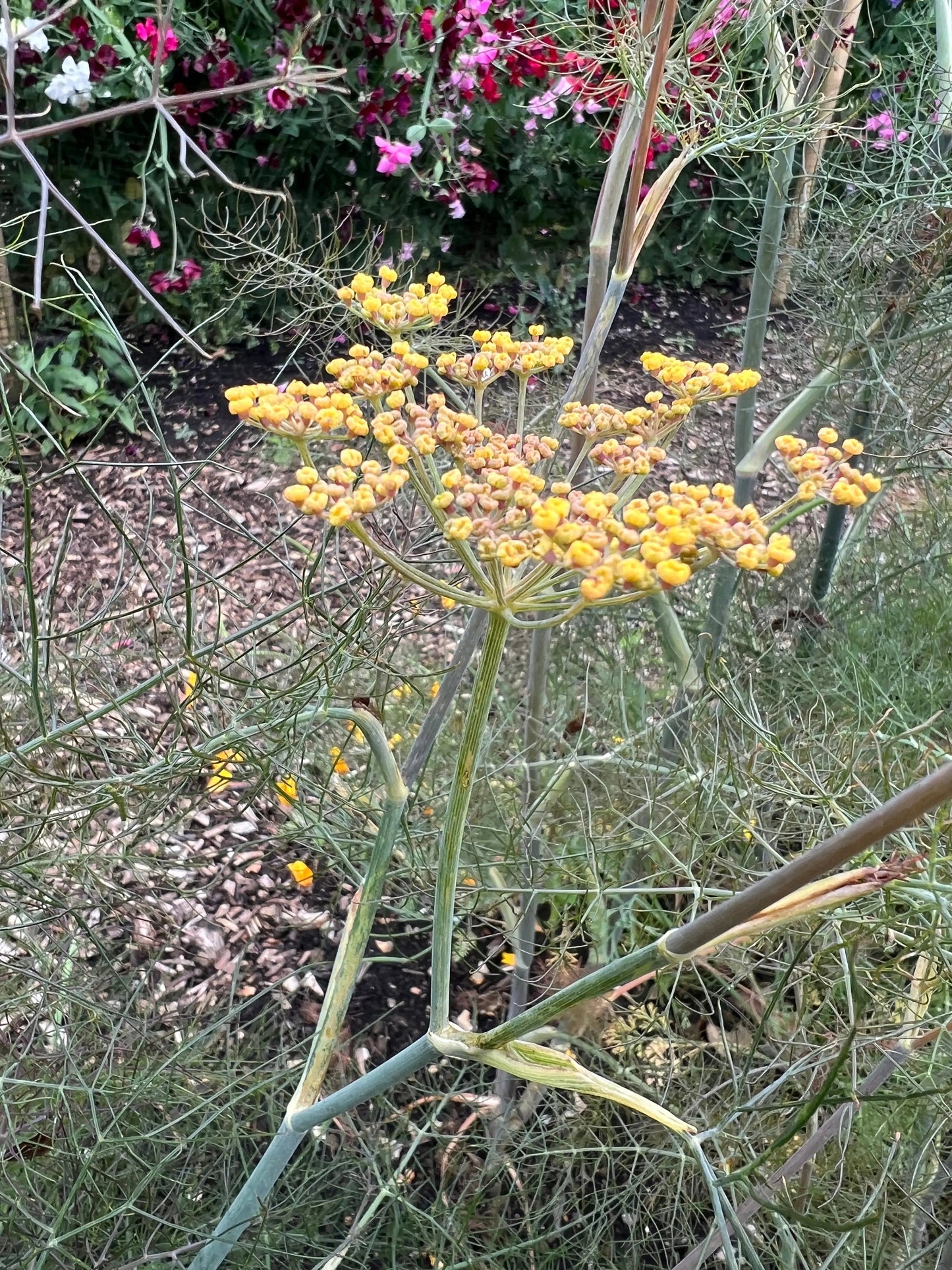 Bronze Fennel