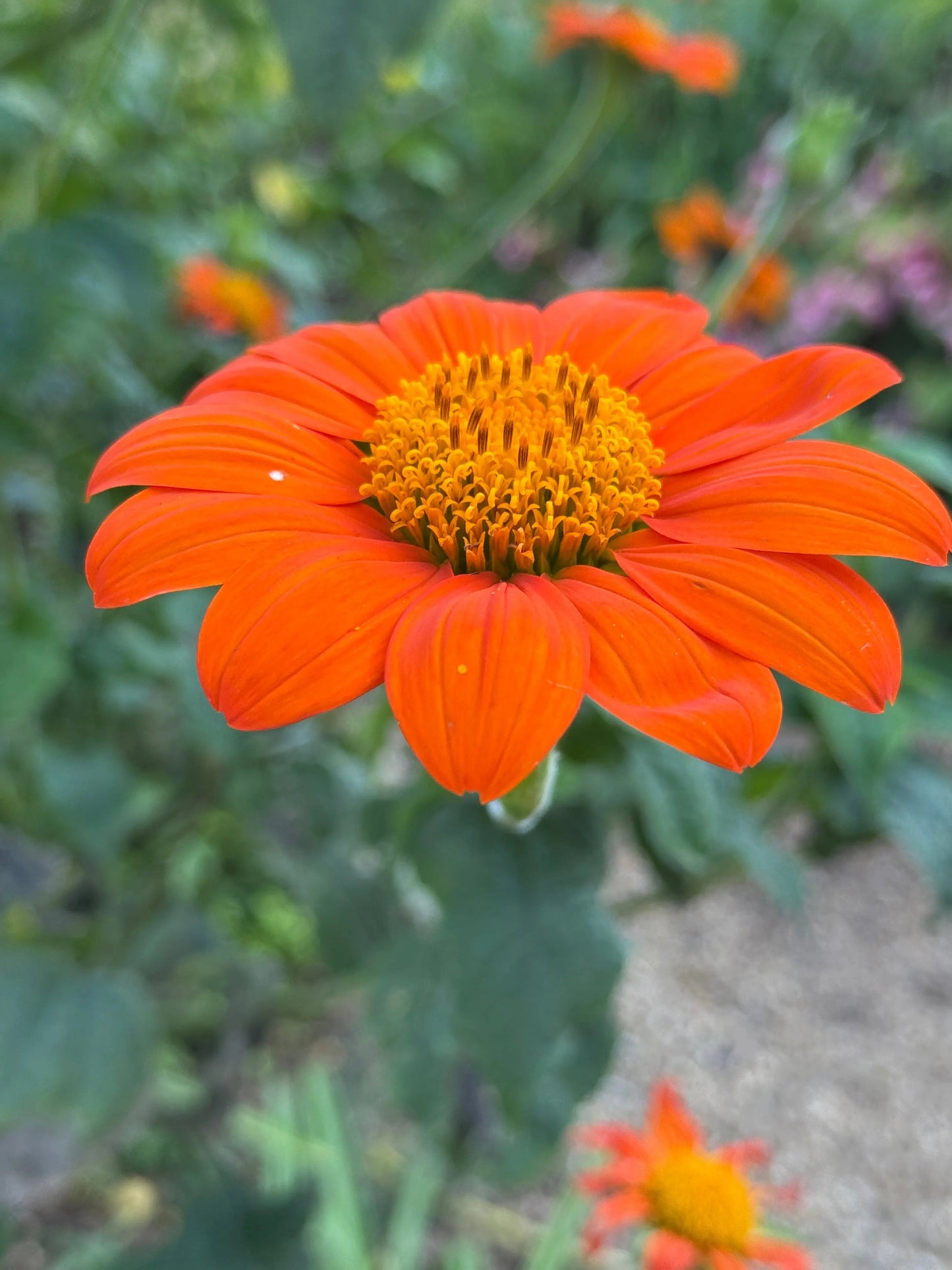 Tithonia Goldfinger