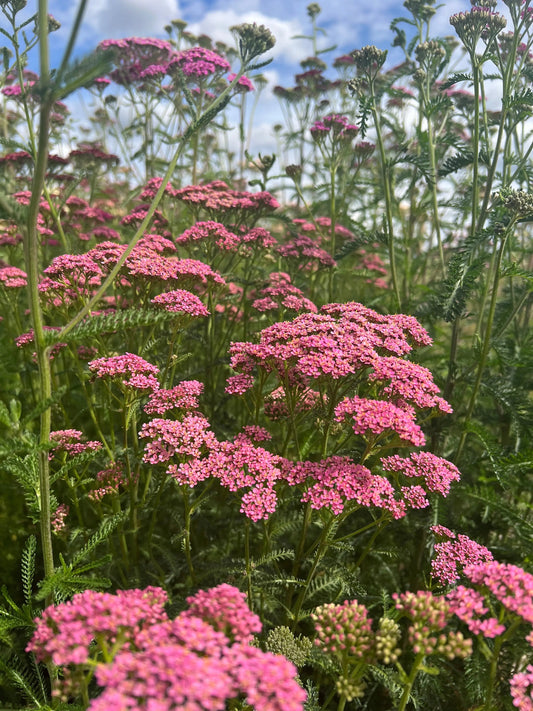 Achillea millefolium Cerise Queen