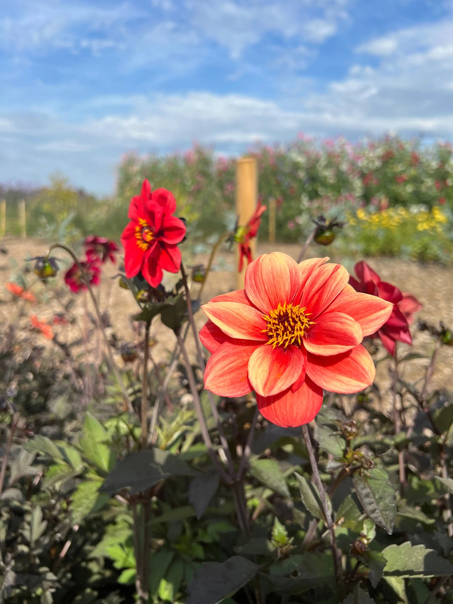 Dahlia Bishops Children Mix
