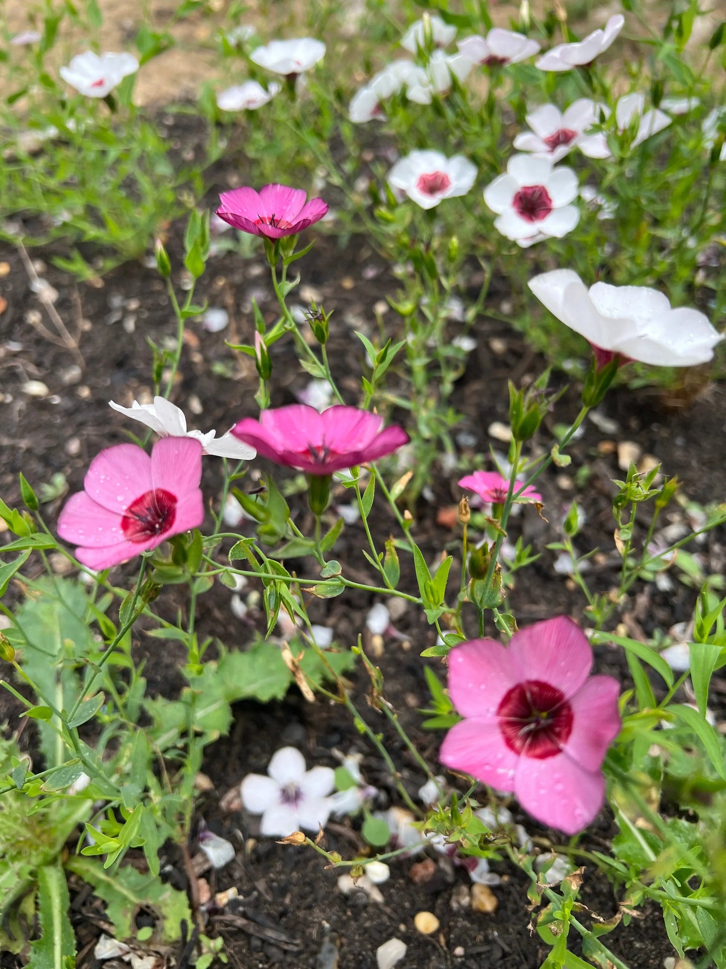 Linum Grandiflorum Bright Eyes