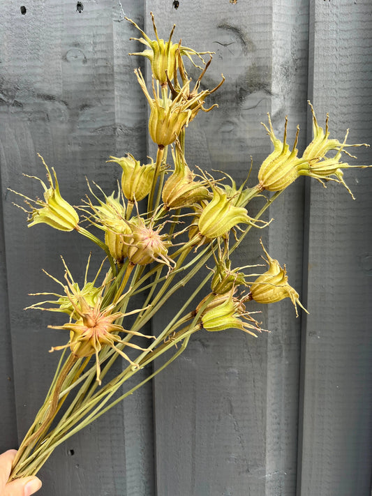 Nigella Hispanica Seed Heads Dried