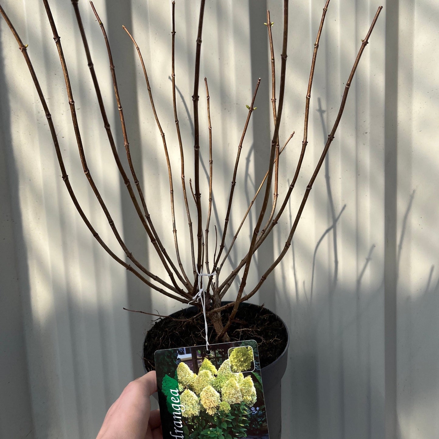 Hydrangea paniculta 'LimeLight' 9cm/2L/5L