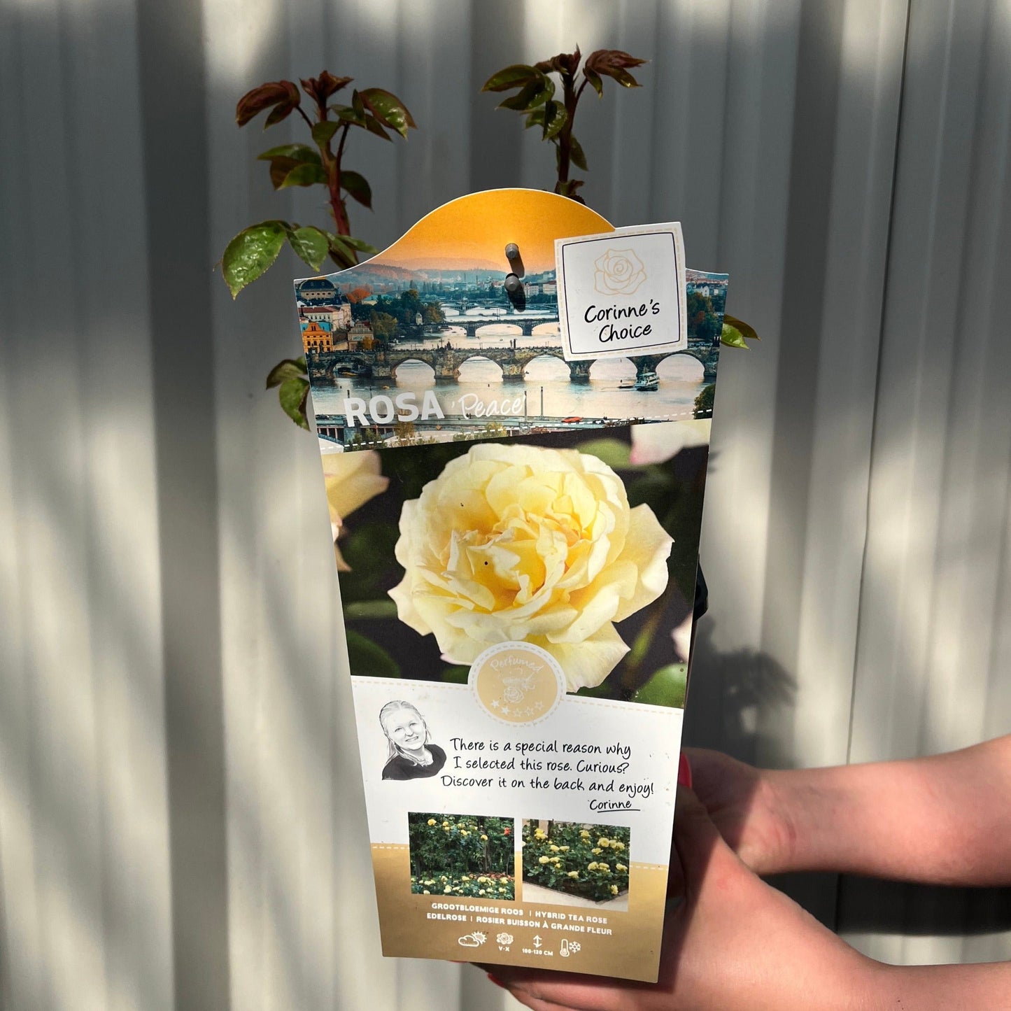 Rose 'Peace' | Hybrid Tea | 4L Potted Rose