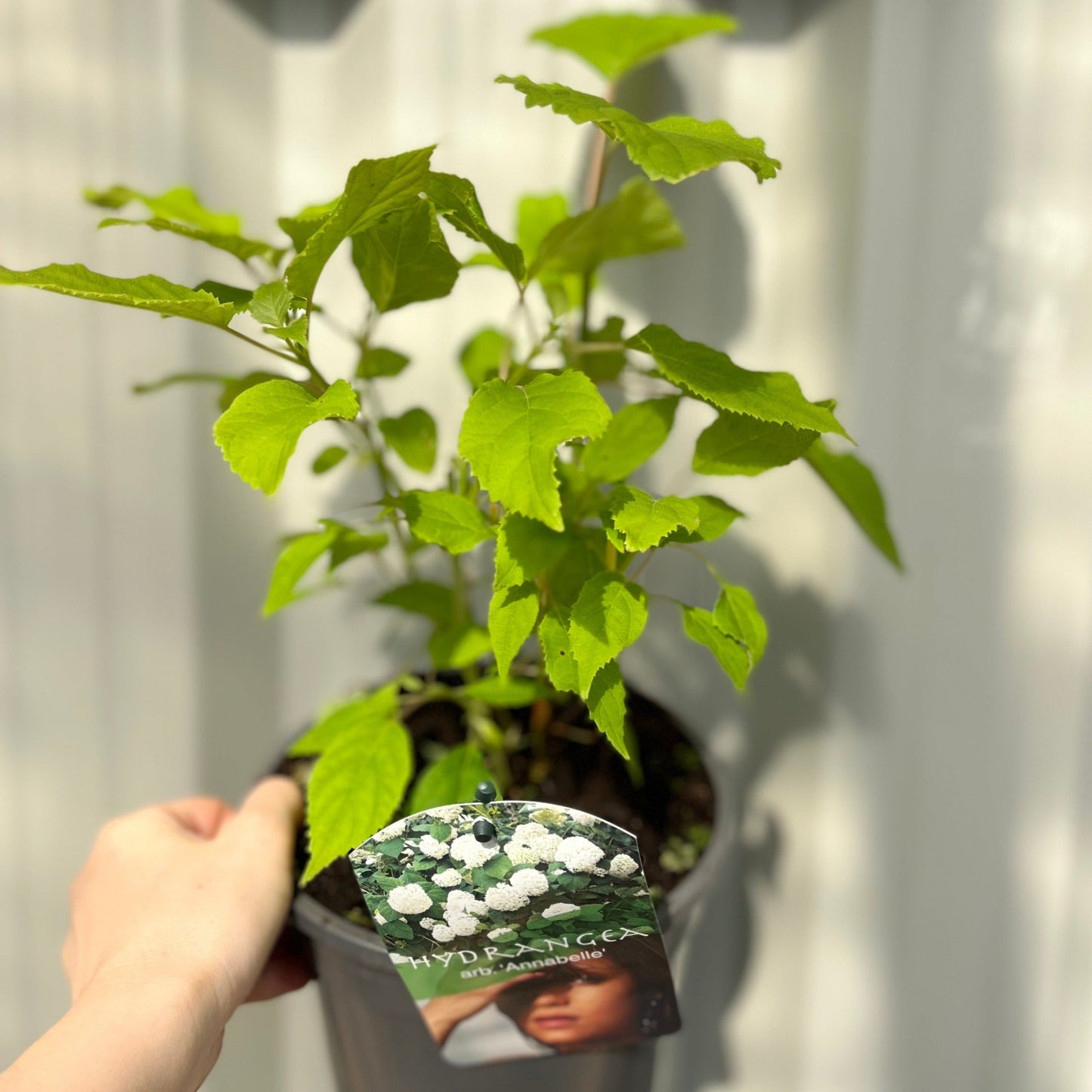 Hydrangea arborescens 'Annabelle' 9cm / 2L