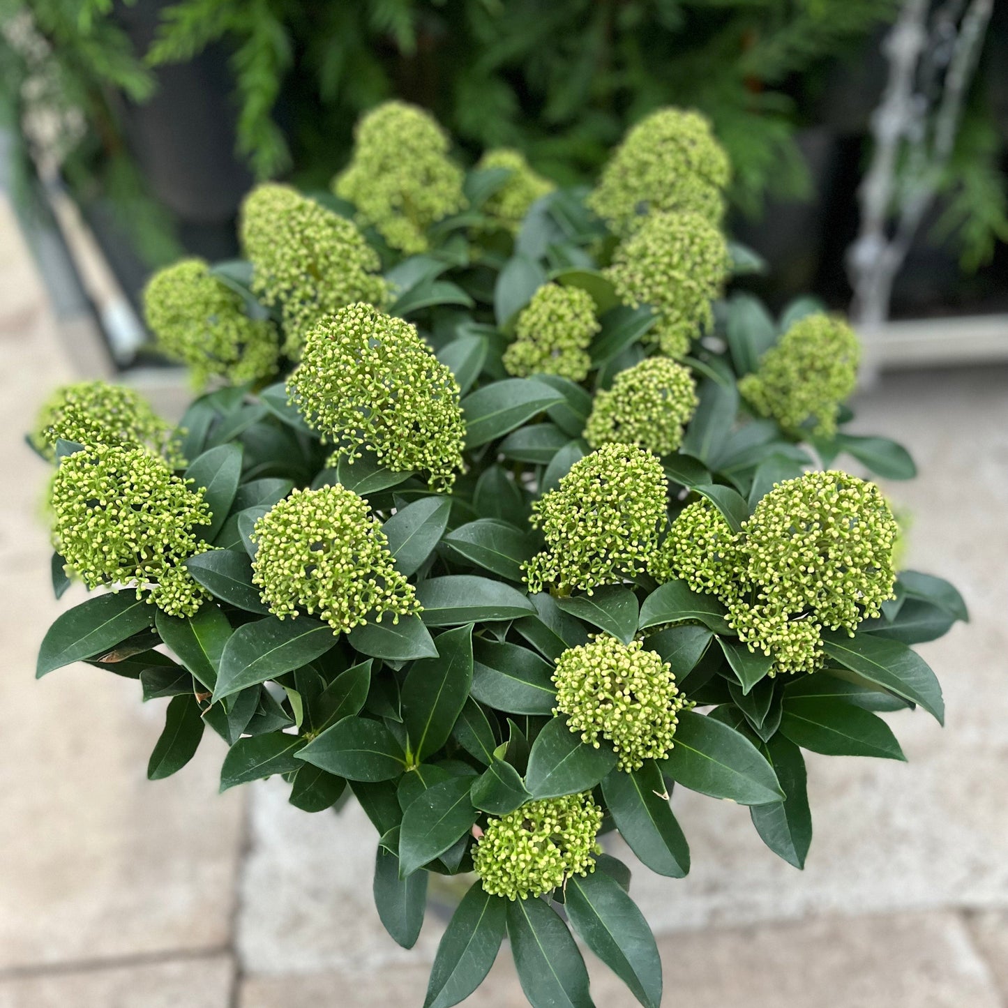 Skimmia japonica 'Finchy' 10.5cm / 2L / 5L