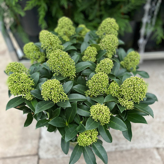 Skimmia japonica 'Finchy' 10.5cm / 2L / 5L