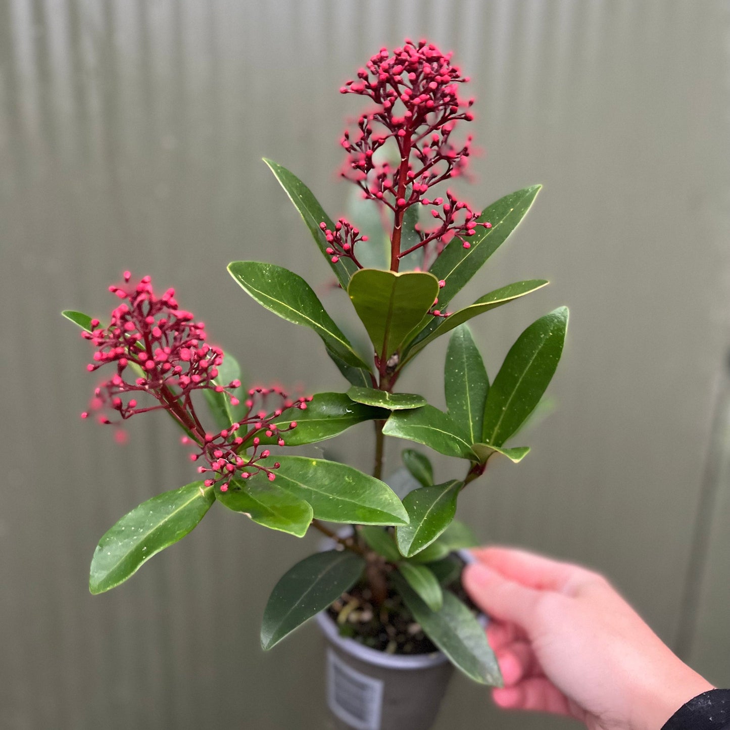 Skimmia japonica Rubella 9cm-10L