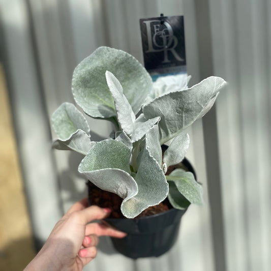 Senecio 'Angel Wings' Evergreen 9cm/2L/5L