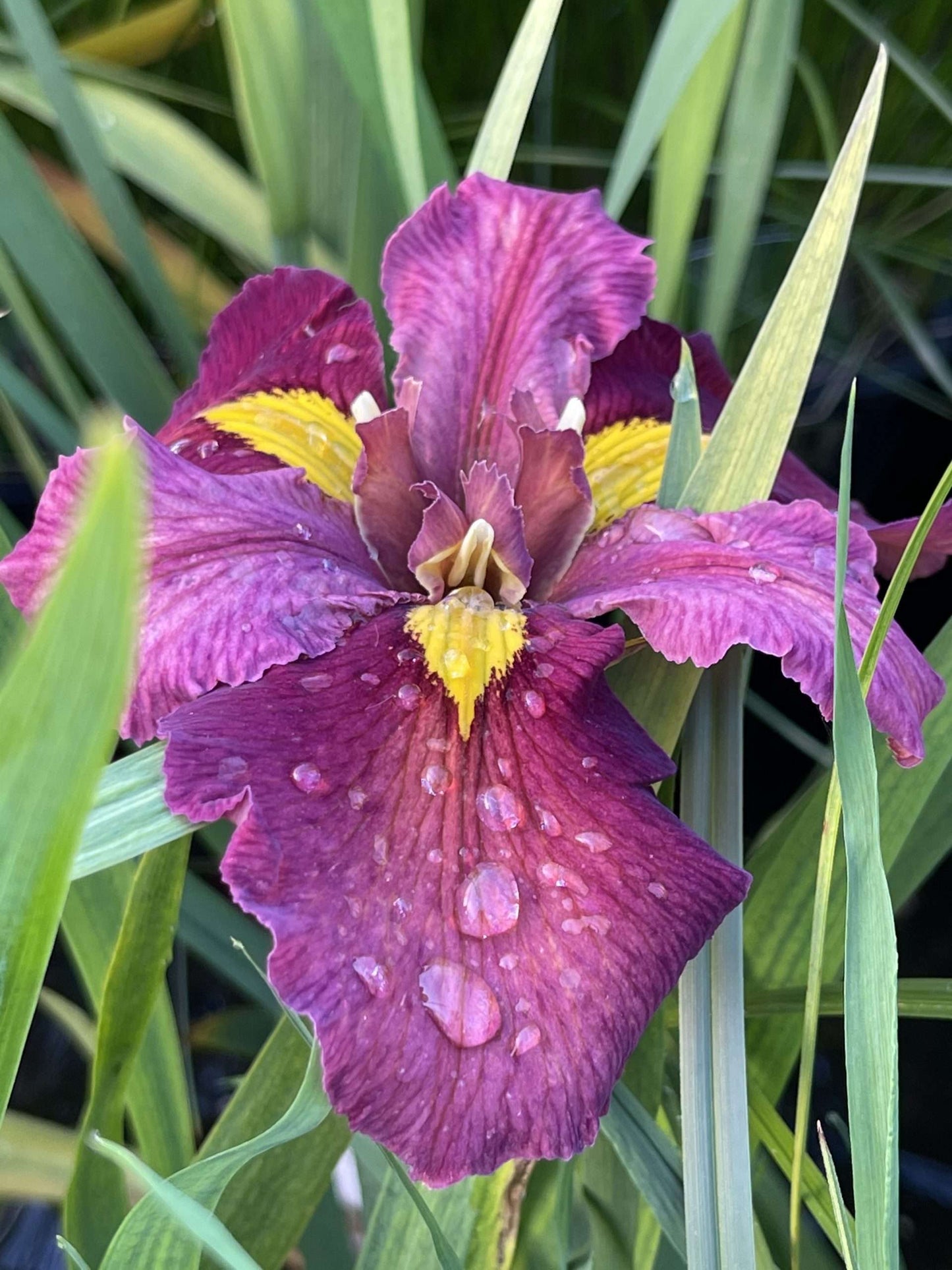Iris louisiana 'Ann Chowning' - Marginal Pond Plants - MP050