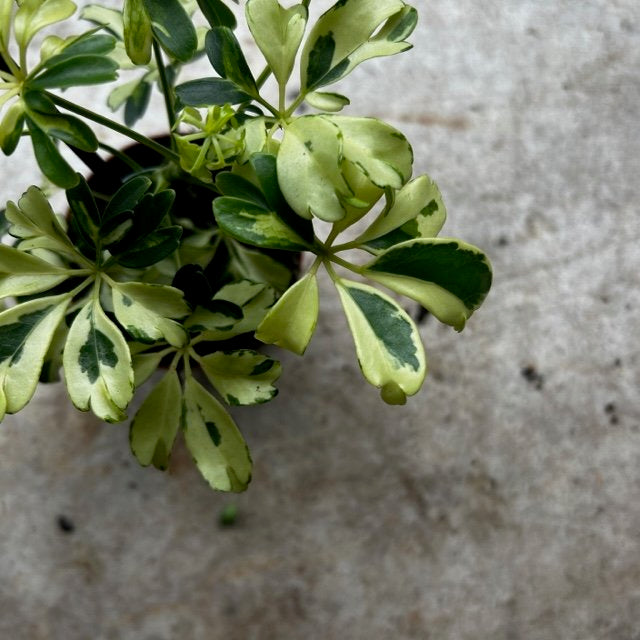 Schefflera arboricola 'Janine' (Umbrella plant)