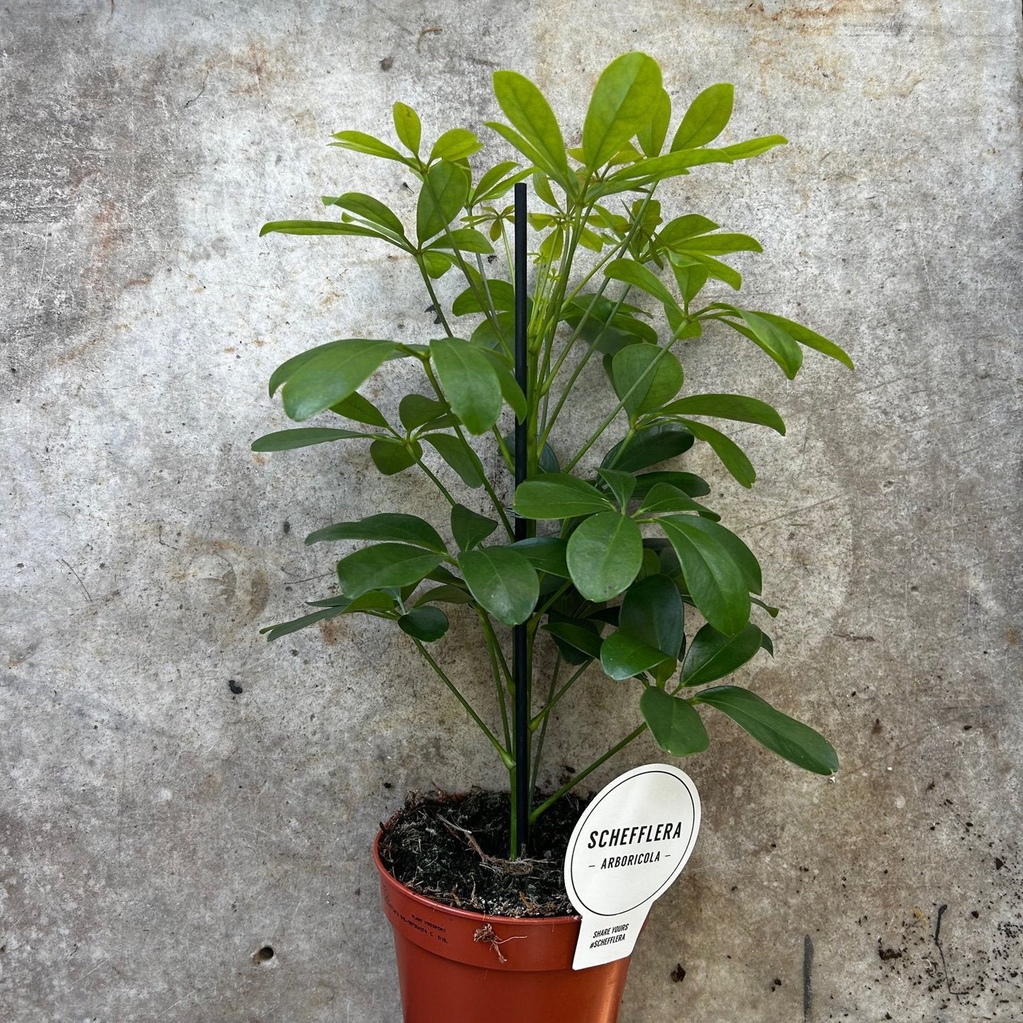 Schefflera arboricola 'Nora' (Umbrella plant)