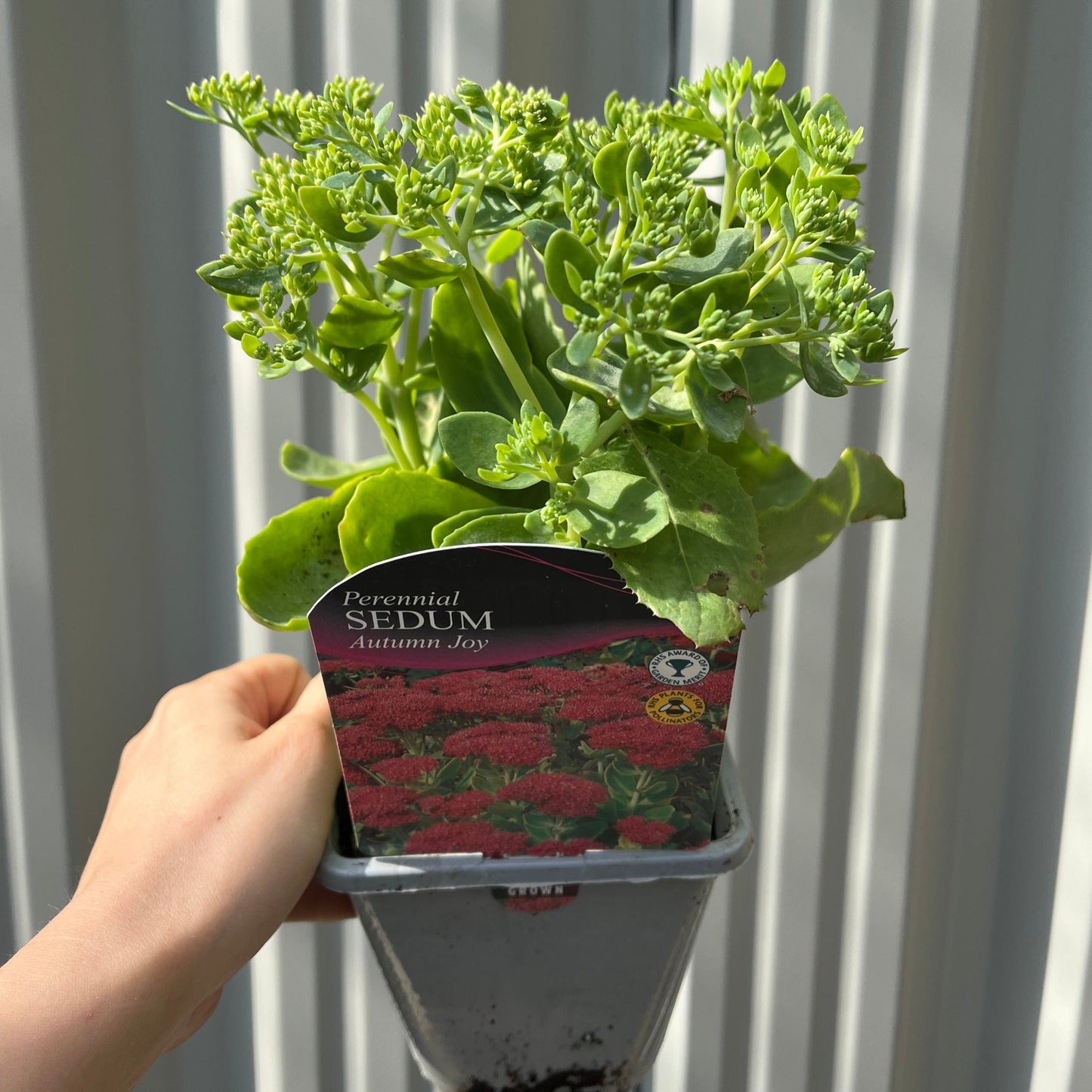 Sedum 'Autumn Joy' 9cm