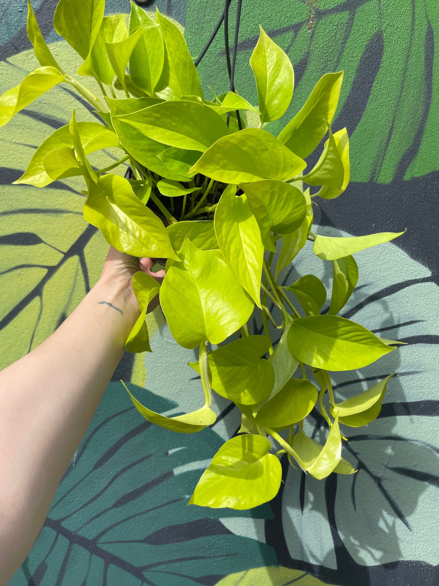 Epipremnum Aureum 'Neon' (Neon Pothos/ Devils Ivy)