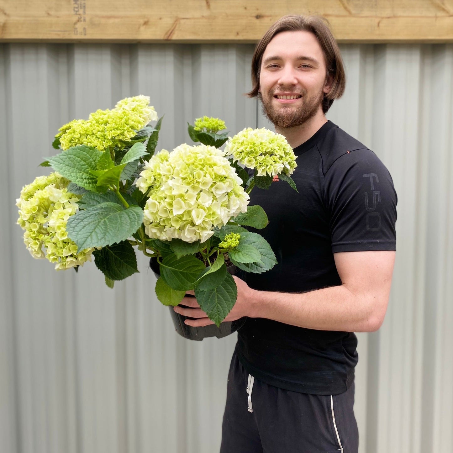 Hydrangea macrophylla 'White Ball' 9cm-10L
