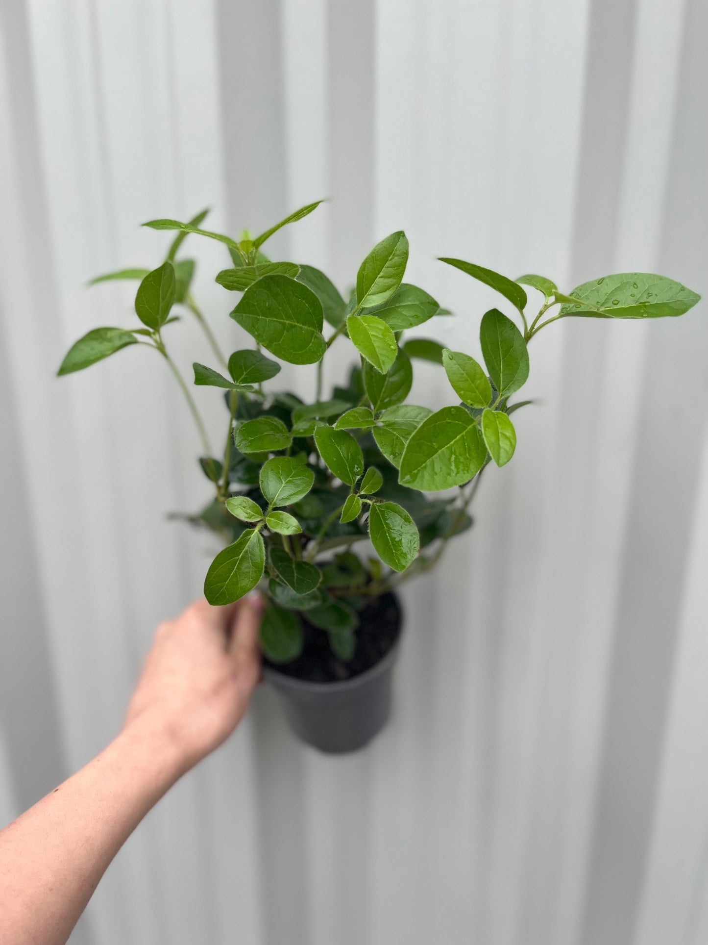 Viburnum tinus 'Eve Price' 9cm-7.5L