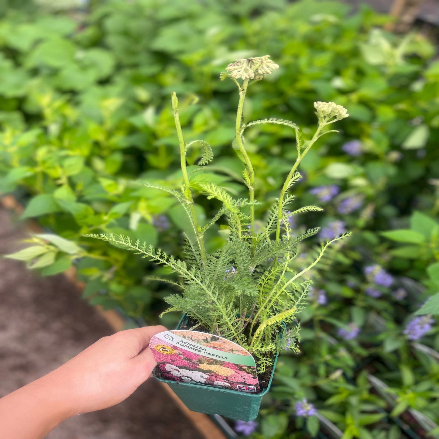 Achillea 'Summer Pastels' 9cm