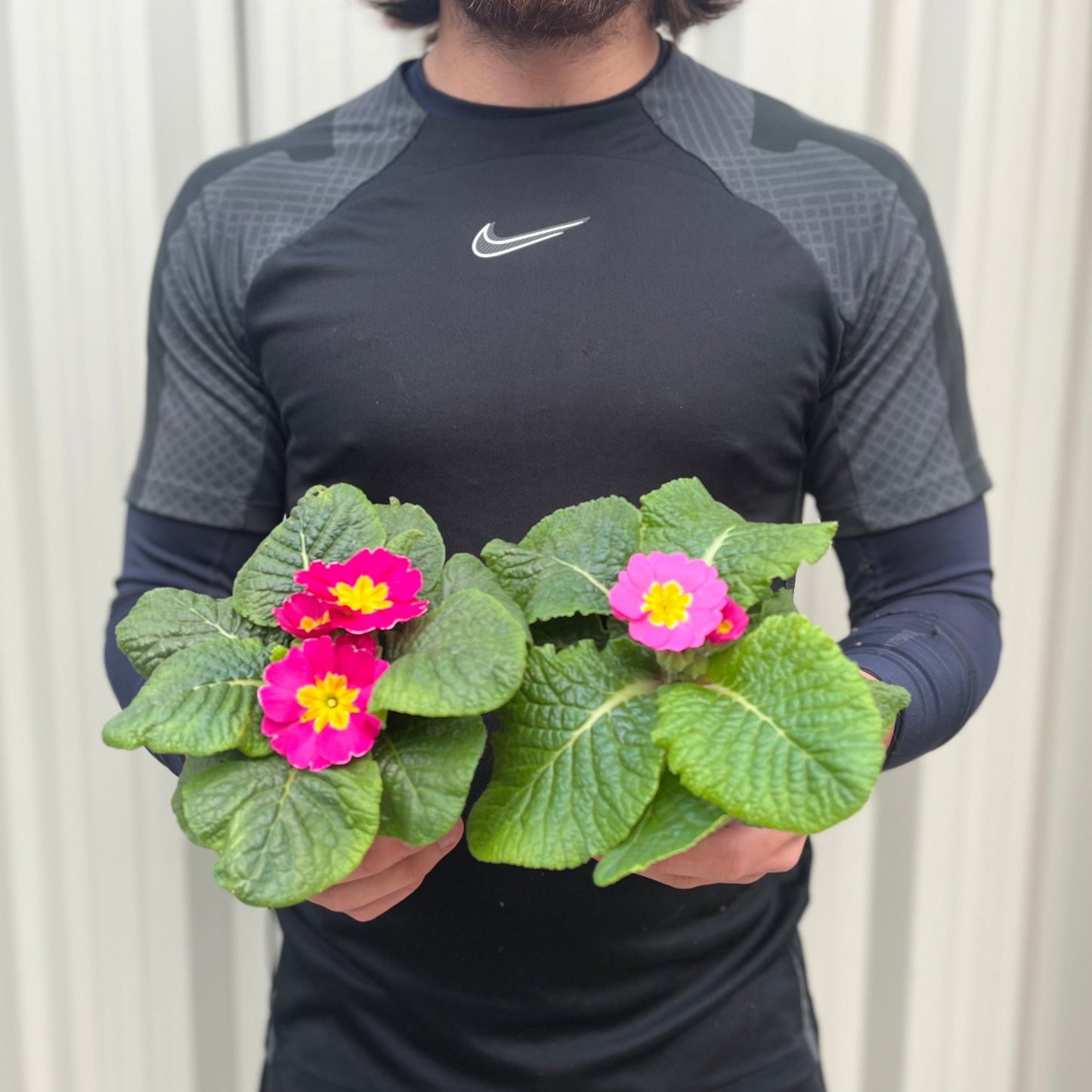 3 x 9cm Primula Pots | Primula/Primroses