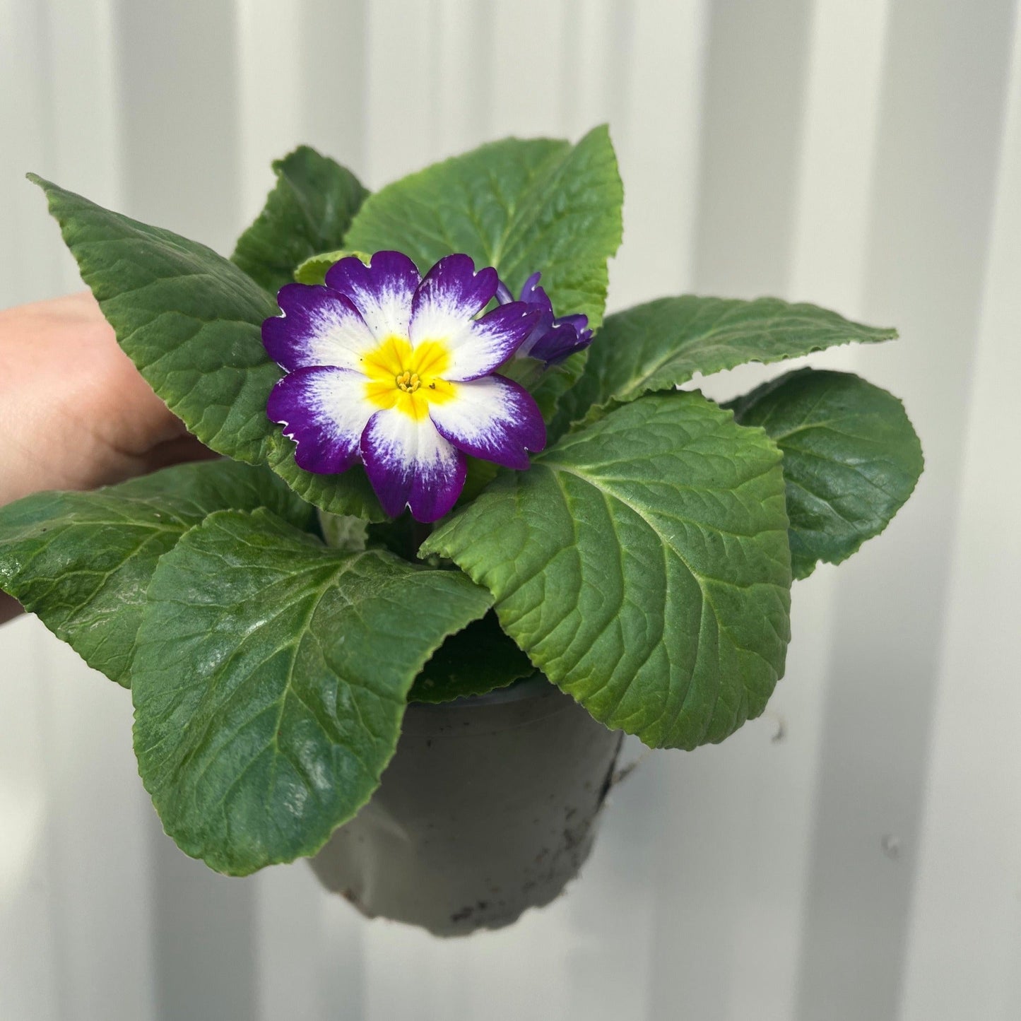 3 x 9cm Primula Pots | Primula/Primroses