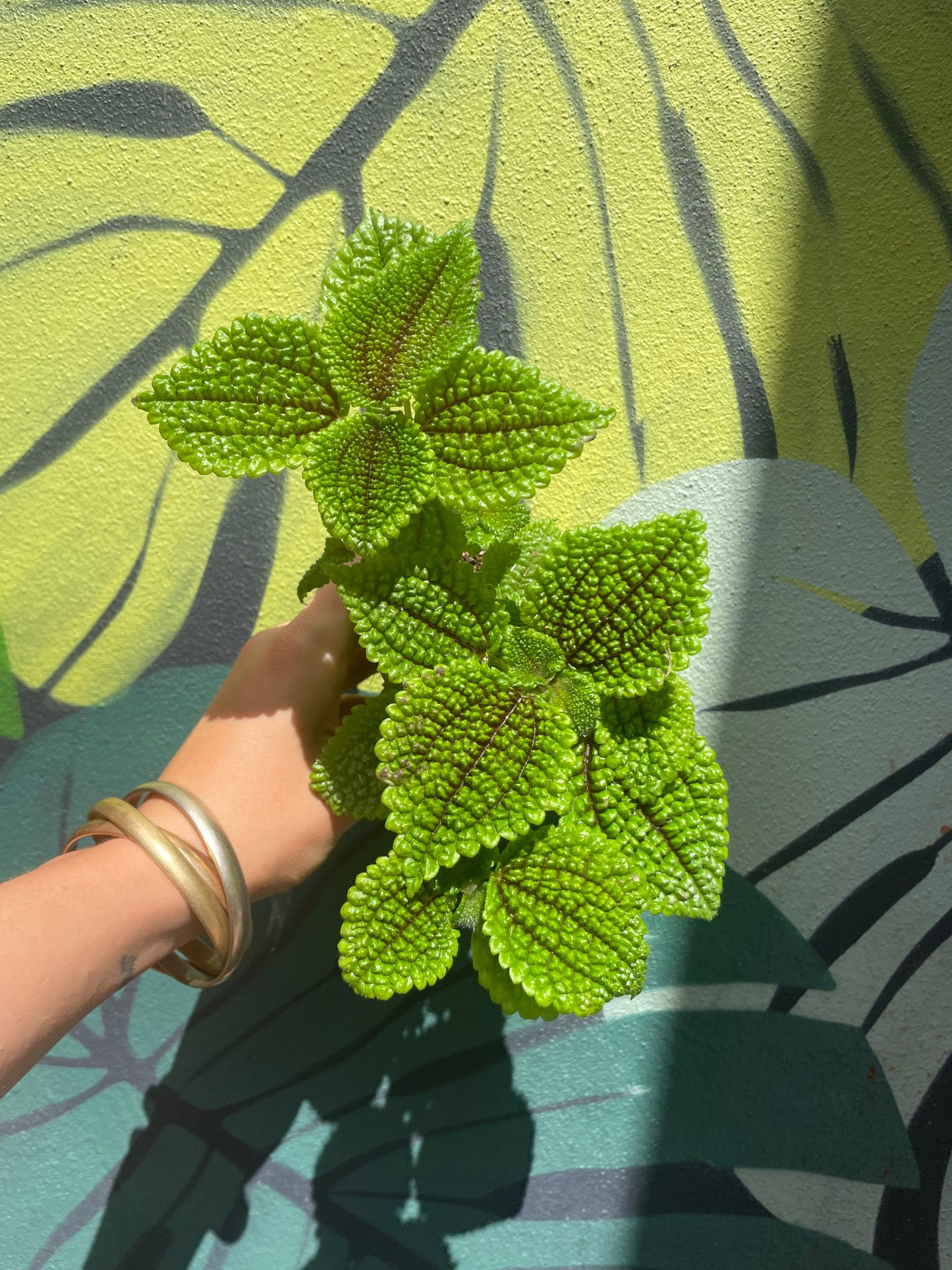 Pilea involucrata 'Moon Valley' (Moon valley pilea)