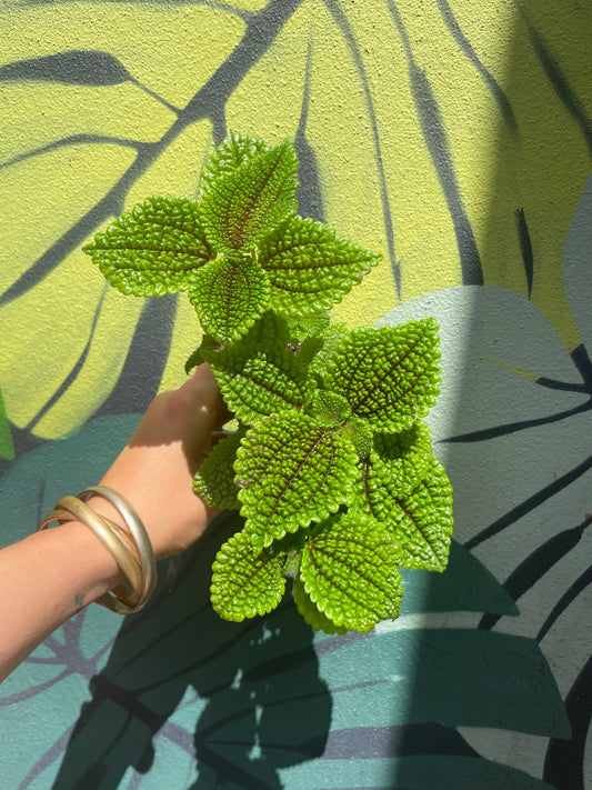 Pilea involucrata 'Moon Valley' (Moon valley pilea)