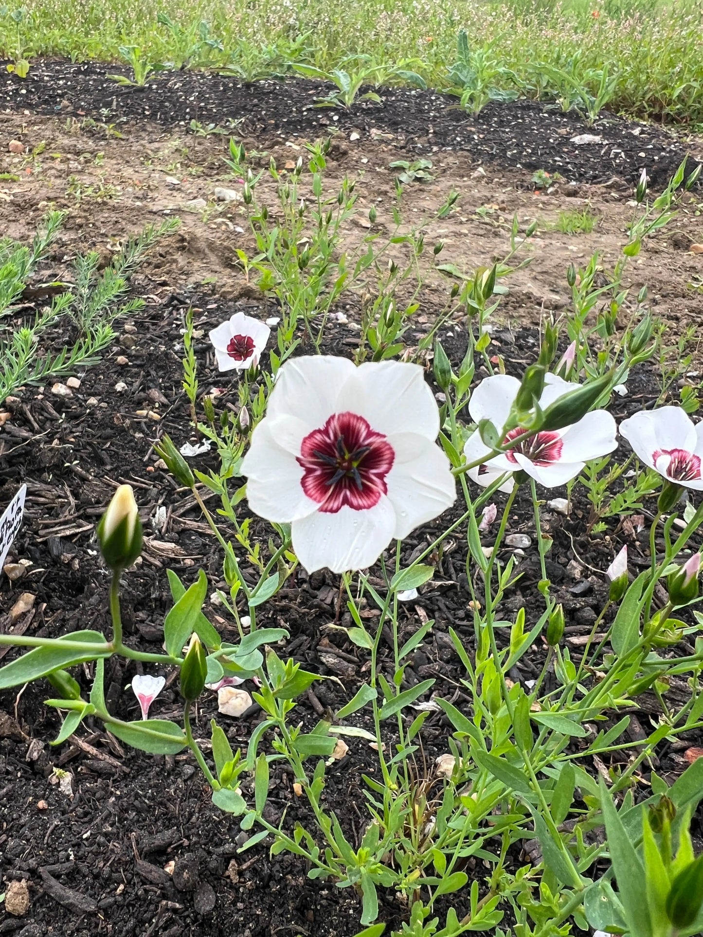 Linum Grandiflorum Bright Eyes