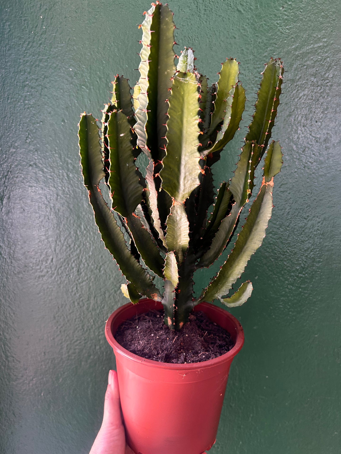 Euphorbia erytrea (Candelabara Cactus/ Desert Cactus)