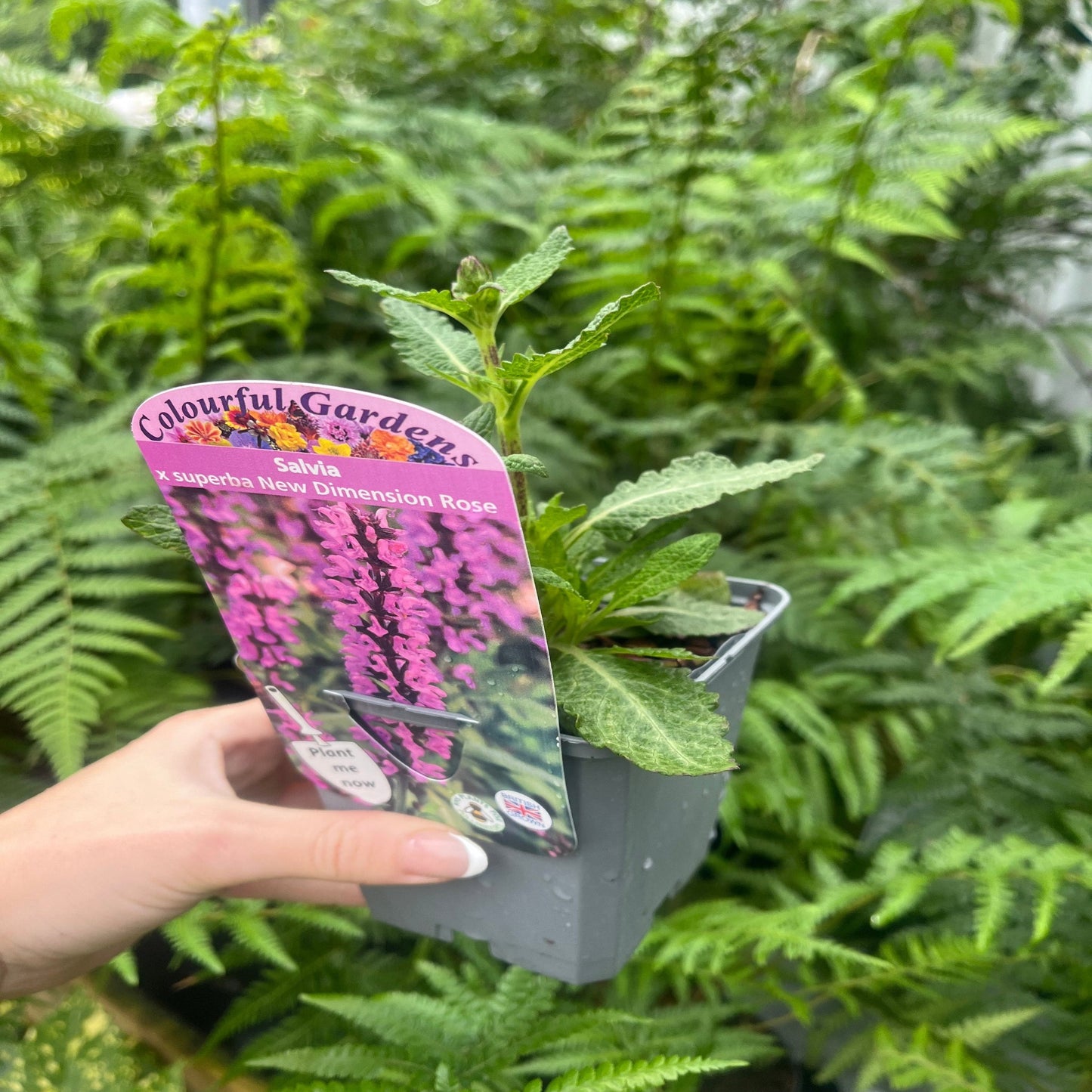 Salvia New Dimensions Rose 9cm/1.5L