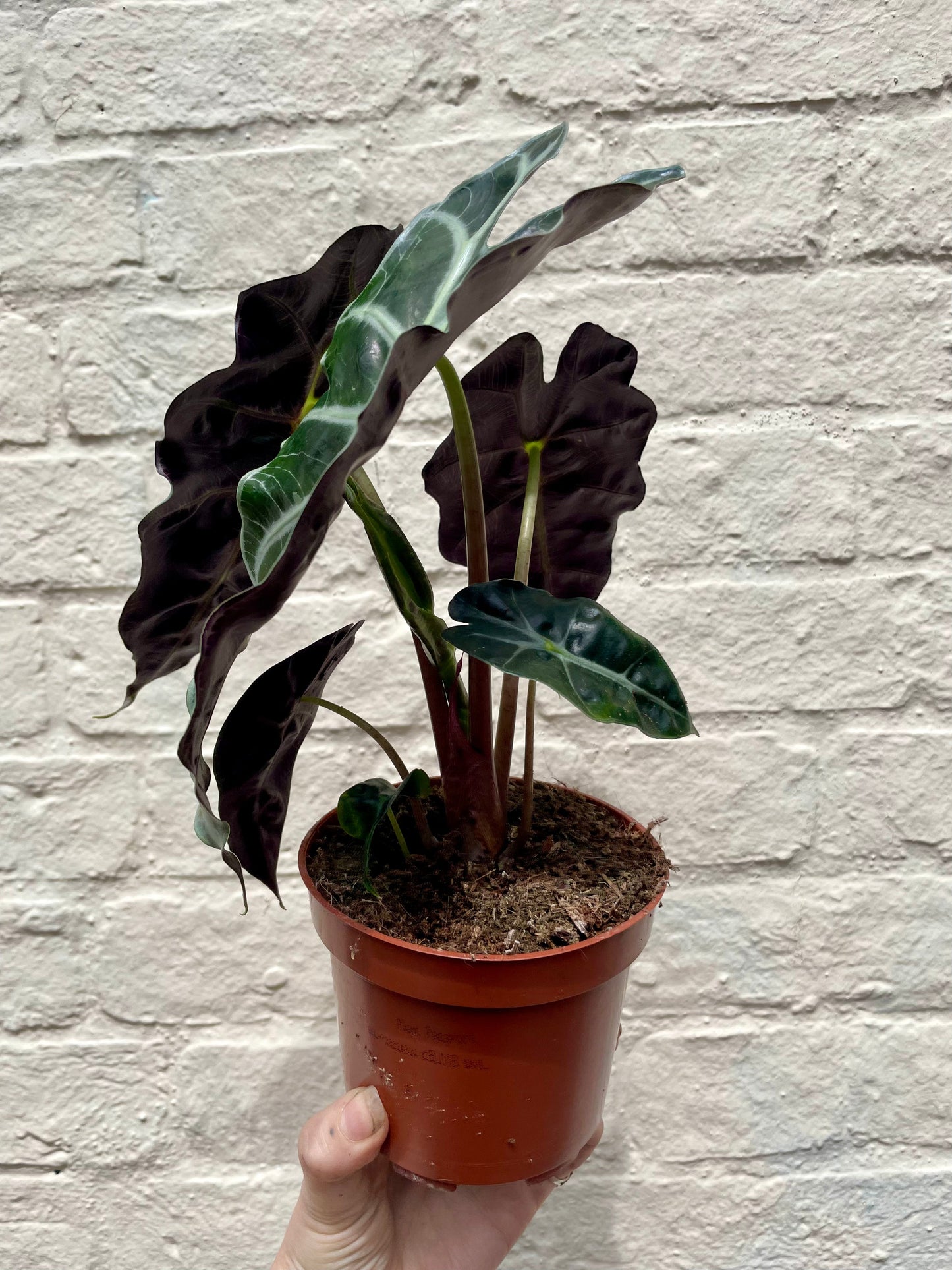 Alocasia amazonica 'Polly'