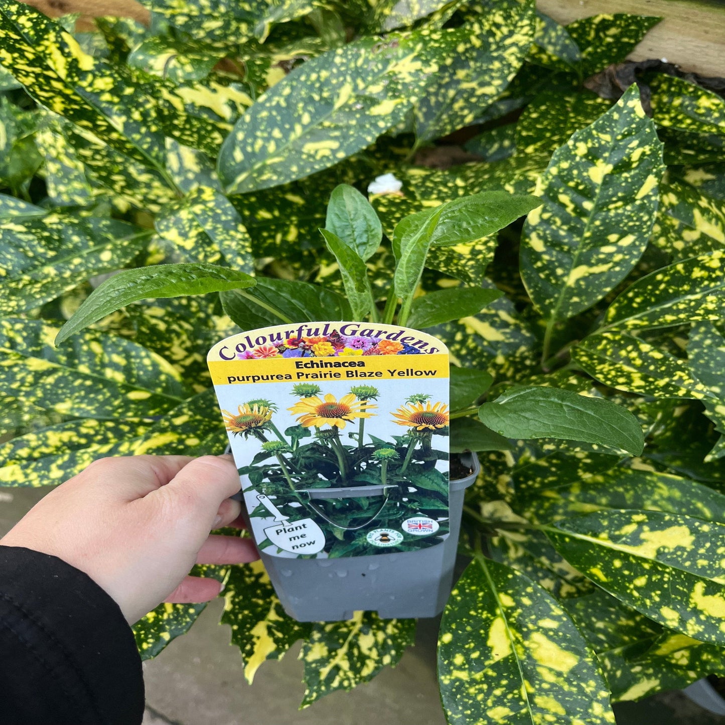Echinacea purpurea Prairie Blaze Yellow 9cm Pot