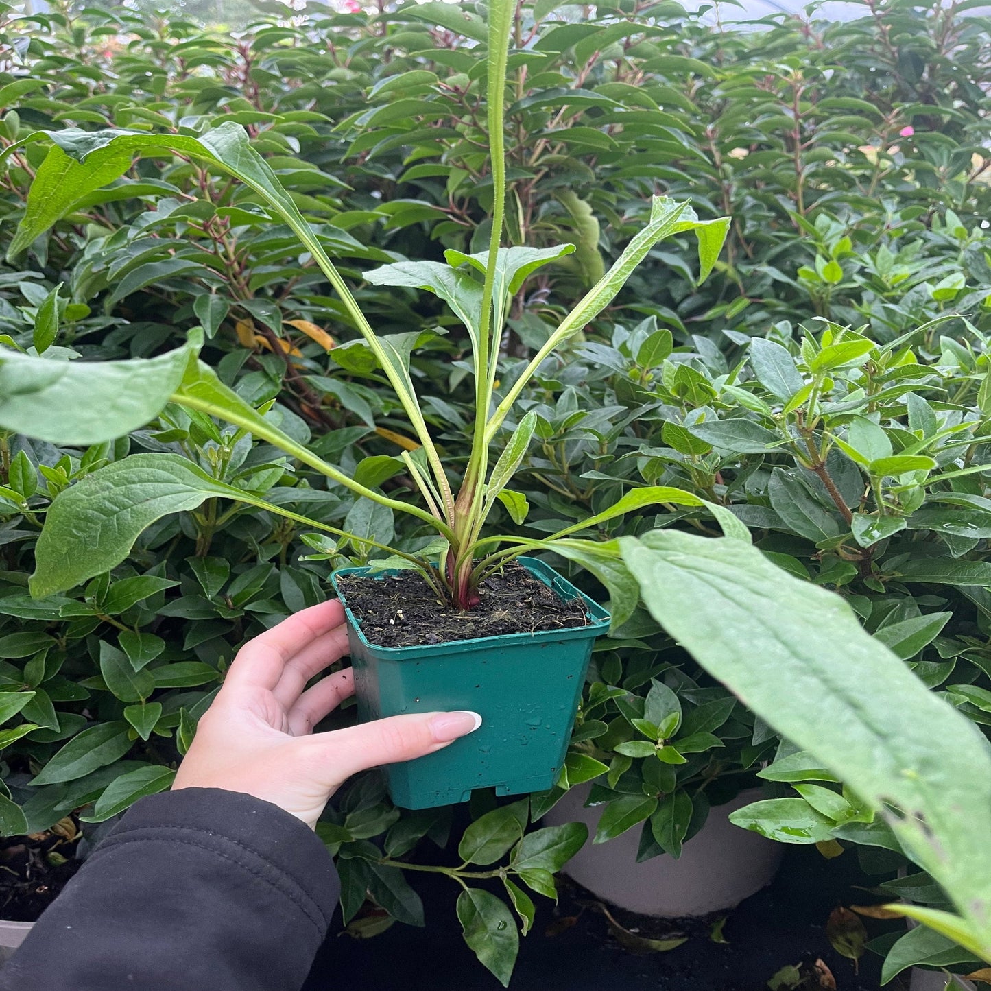 Echinacea purpurea Prairie Blaze Orange Sunset 9cm Pot