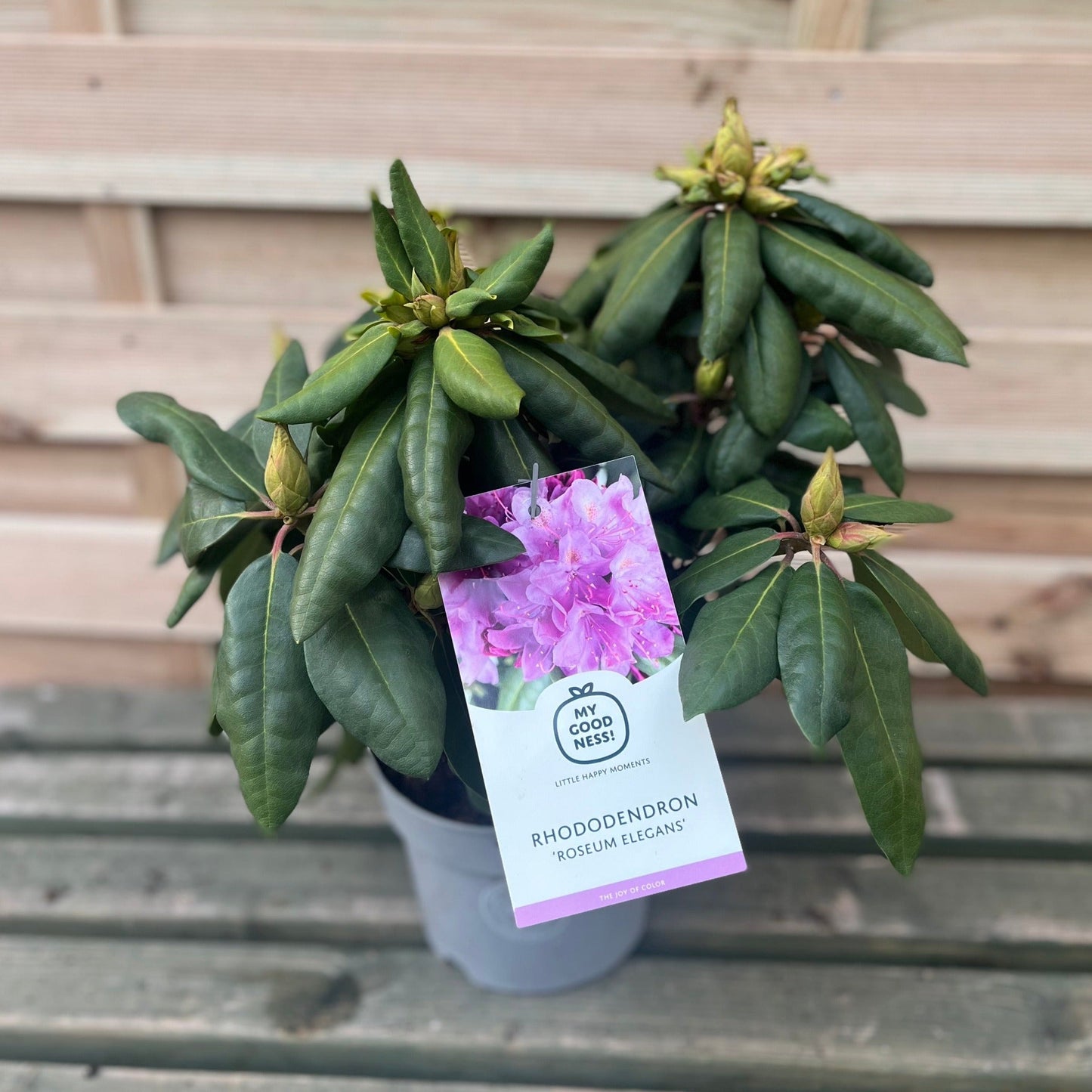 Rhododendron Delta 2L / 5L