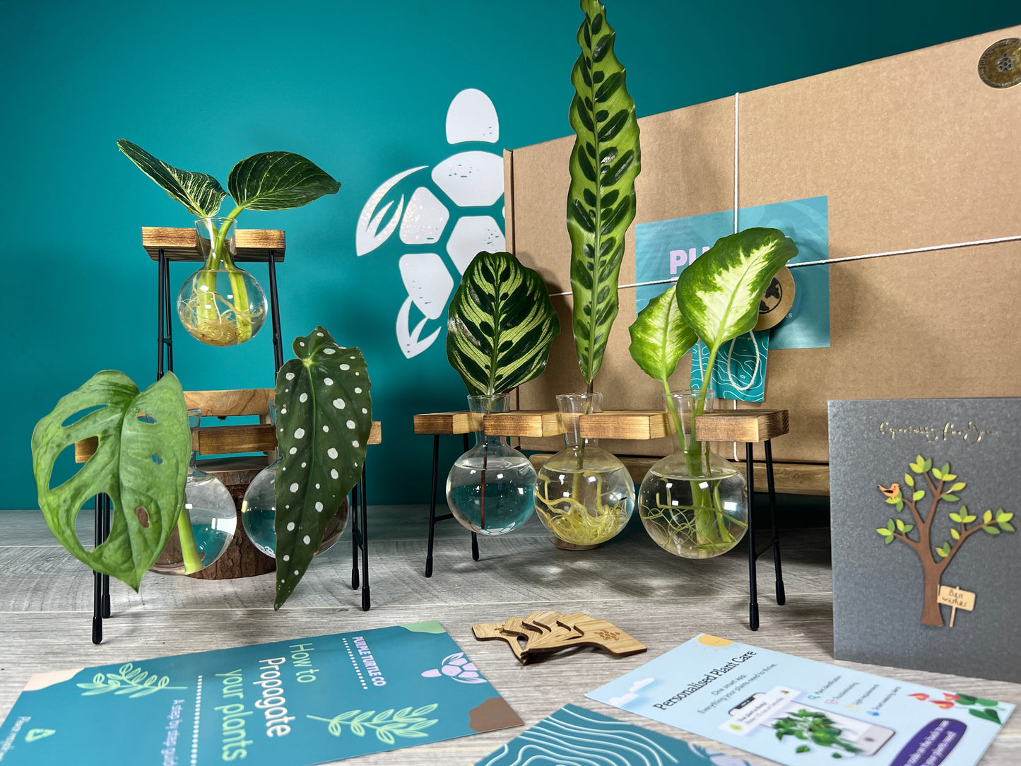 Plant Propagation Gift Set #3